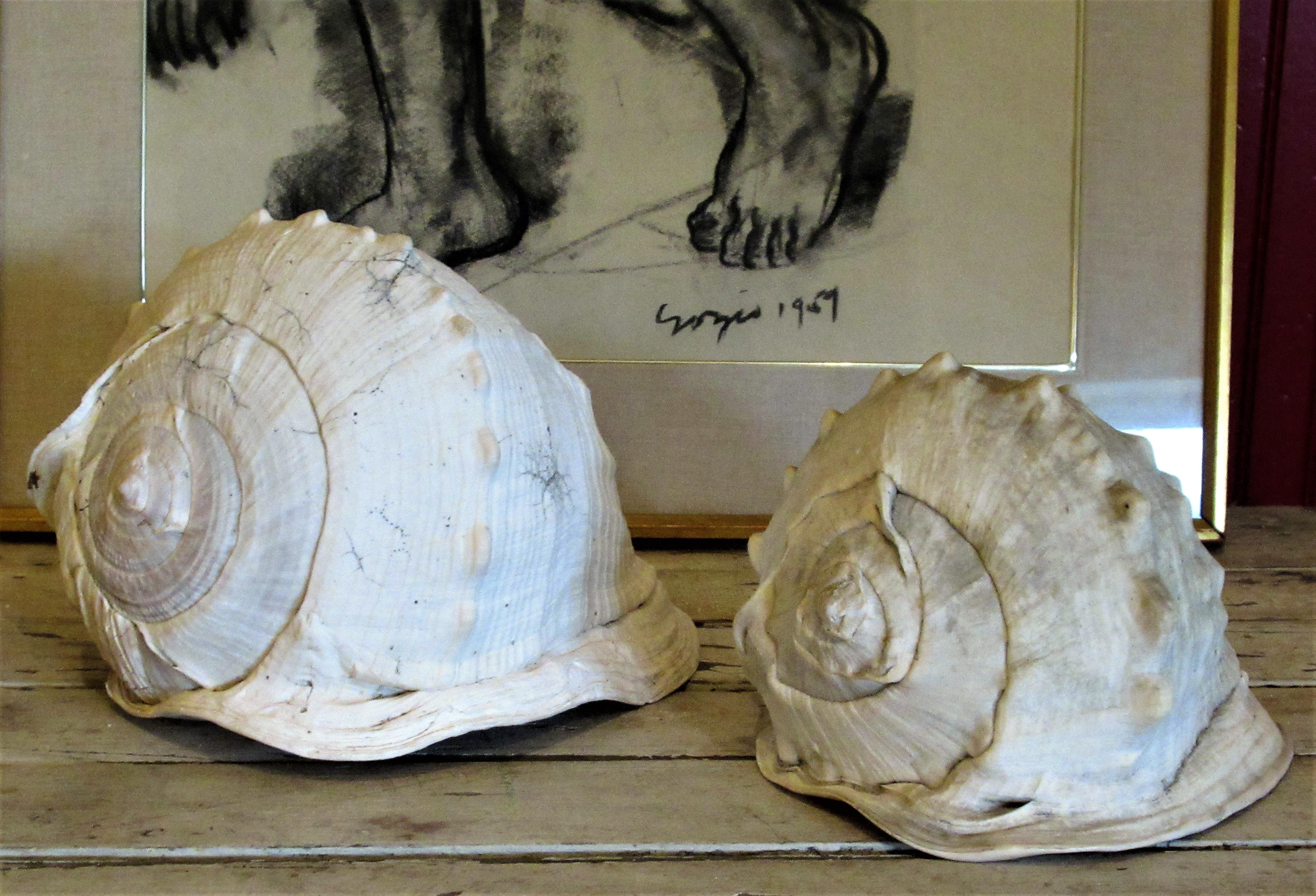 Two big queen emperor helmet conch shell natural specimens. These are from an old western NY estate and were collected many years ago. Large shell measures 12 inches wide by 8 inches deep x 8.5 inches high. Small shell measures 9.50 inches wide by