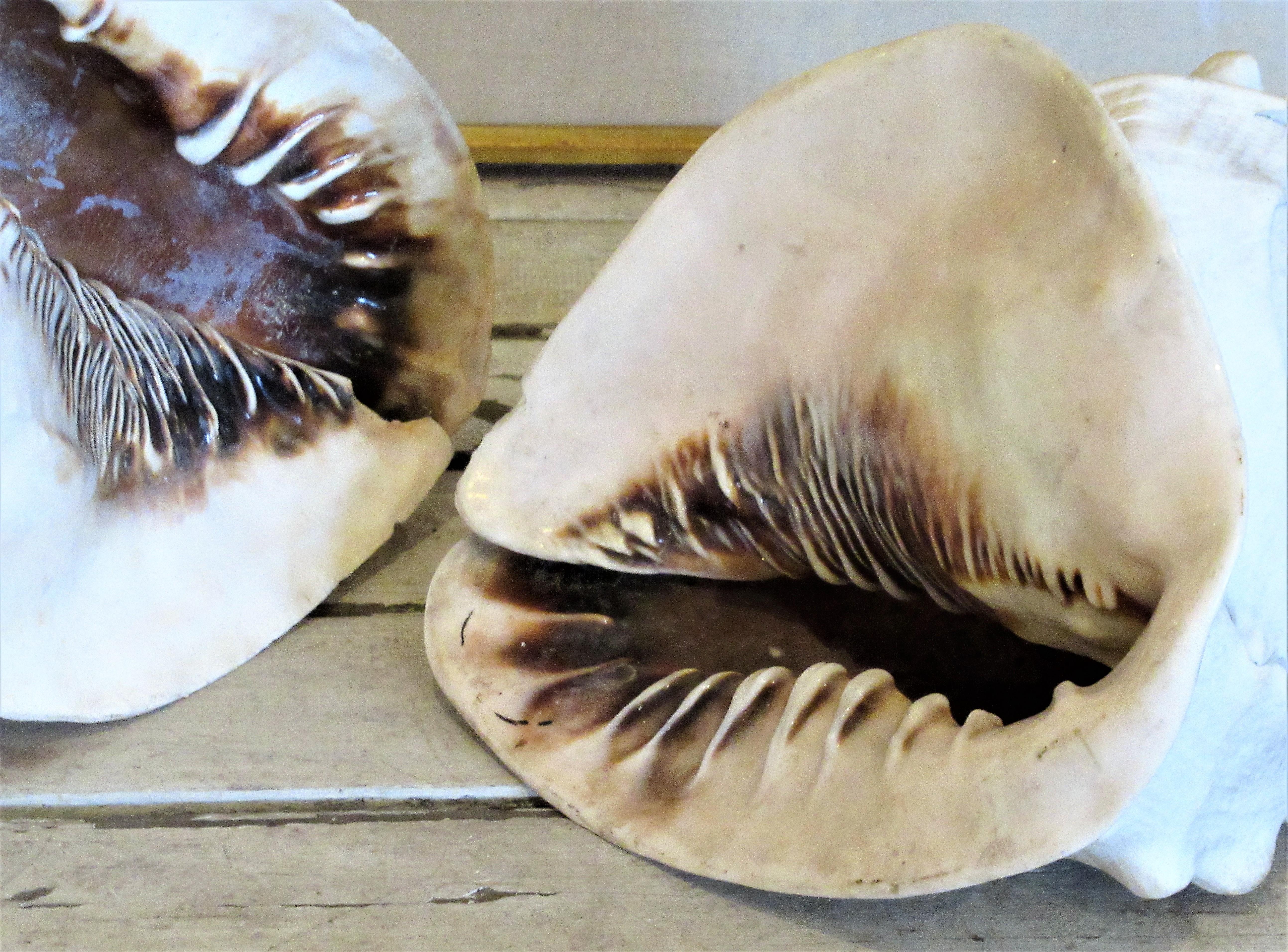 American  Old Queen Helmet Conch Shell Specimens