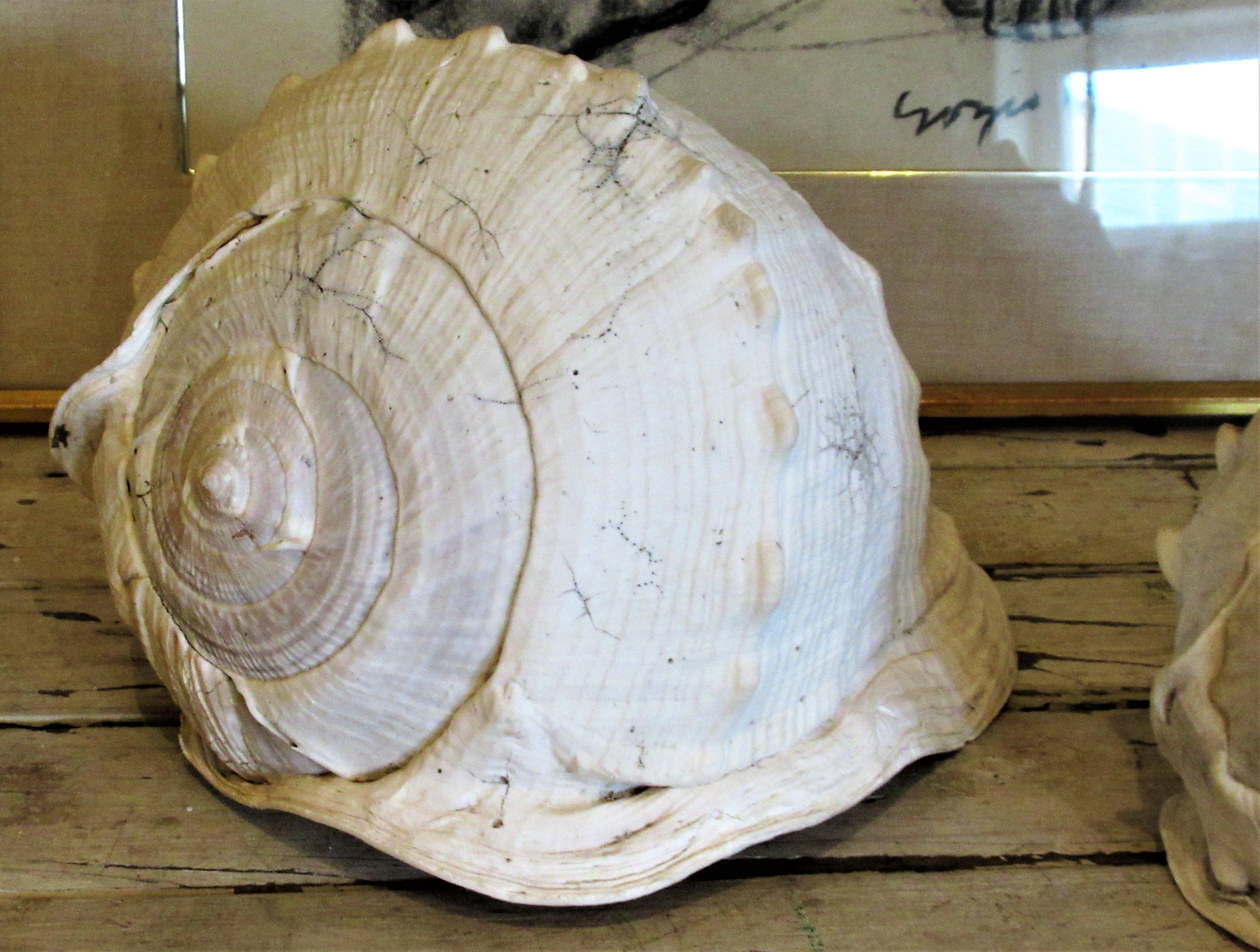  Old Queen Helmet Conch Shell Specimens In Good Condition In Rochester, NY