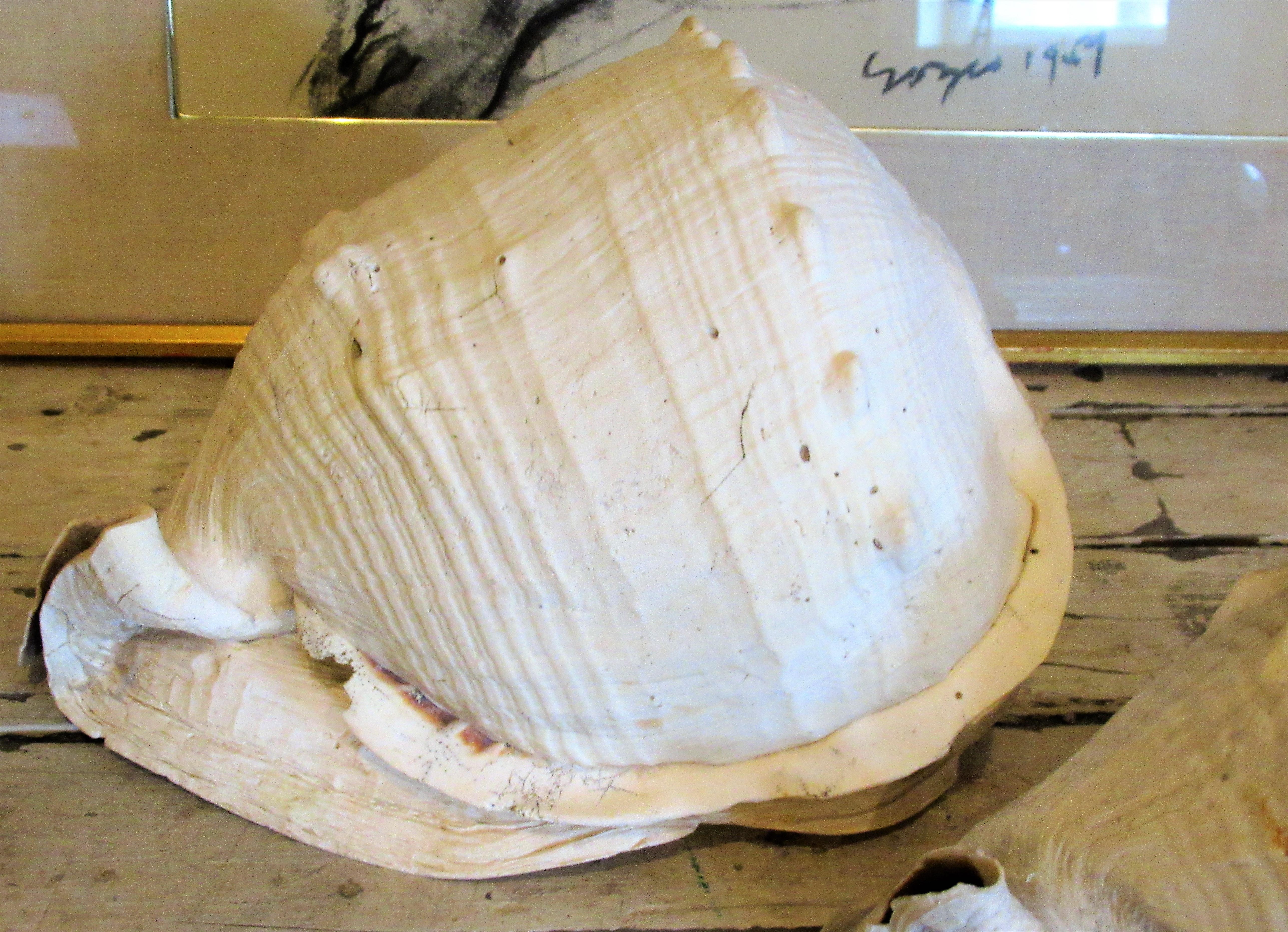 20th Century  Old Queen Helmet Conch Shell Specimens