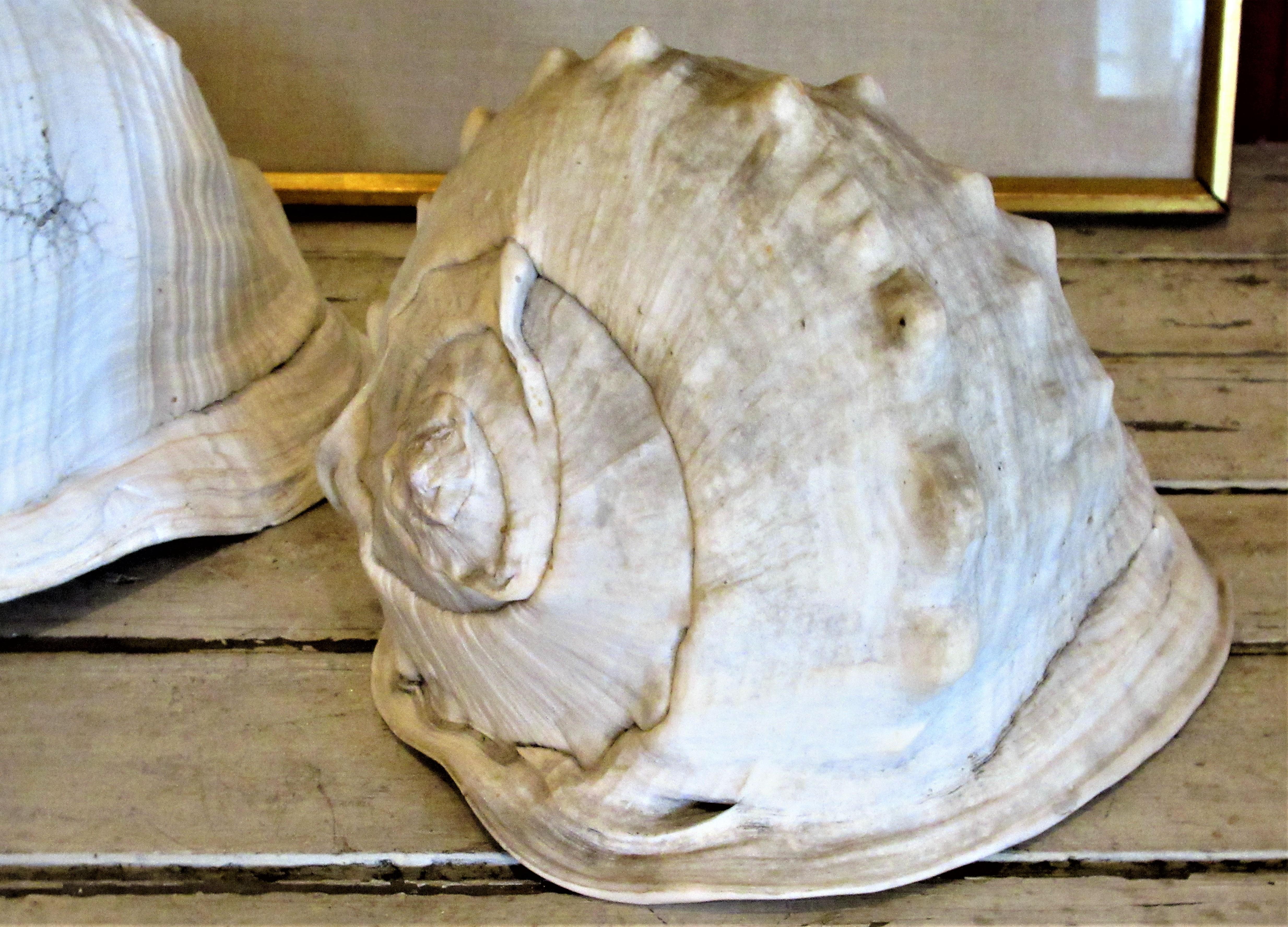  Old Queen Helmet Conch Shell Specimens 1