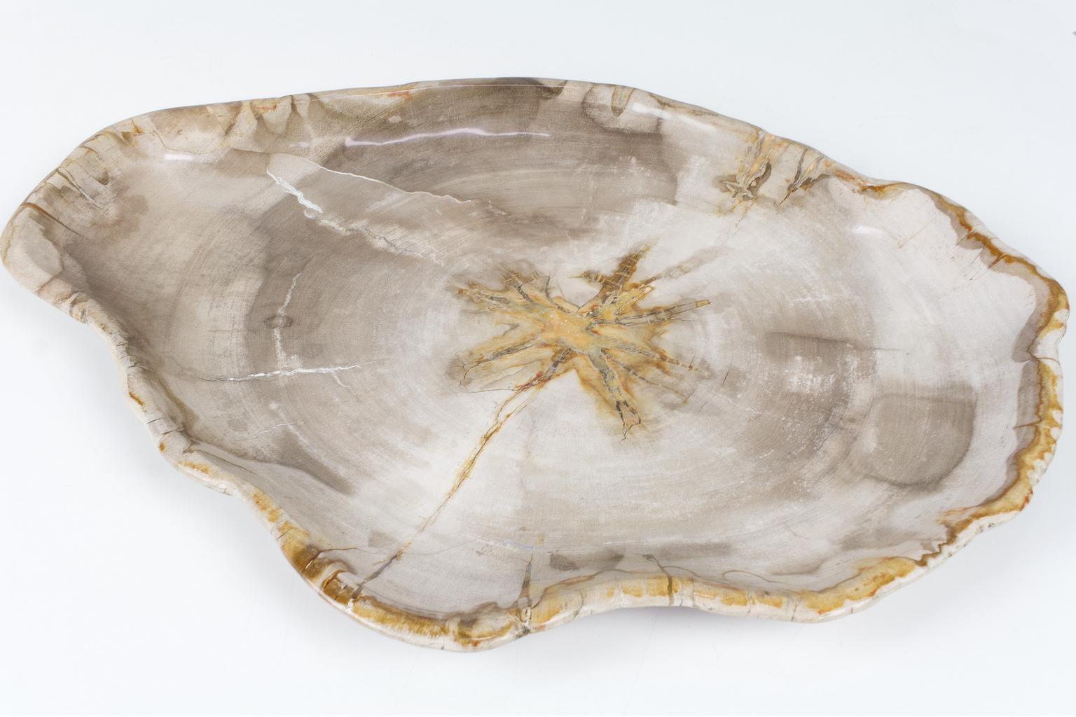 Organic Modern Large Petrified Wooden Plate in Beige Tones, Object Organic Origin