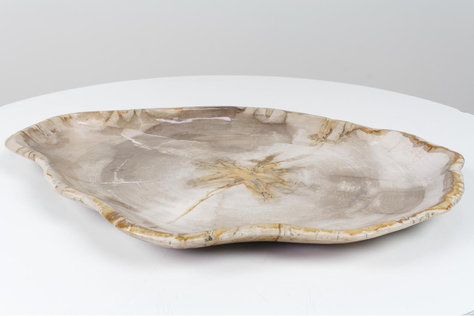 Indonesian Large Petrified Wooden Plate in Beige Tones, Object Organic Origin