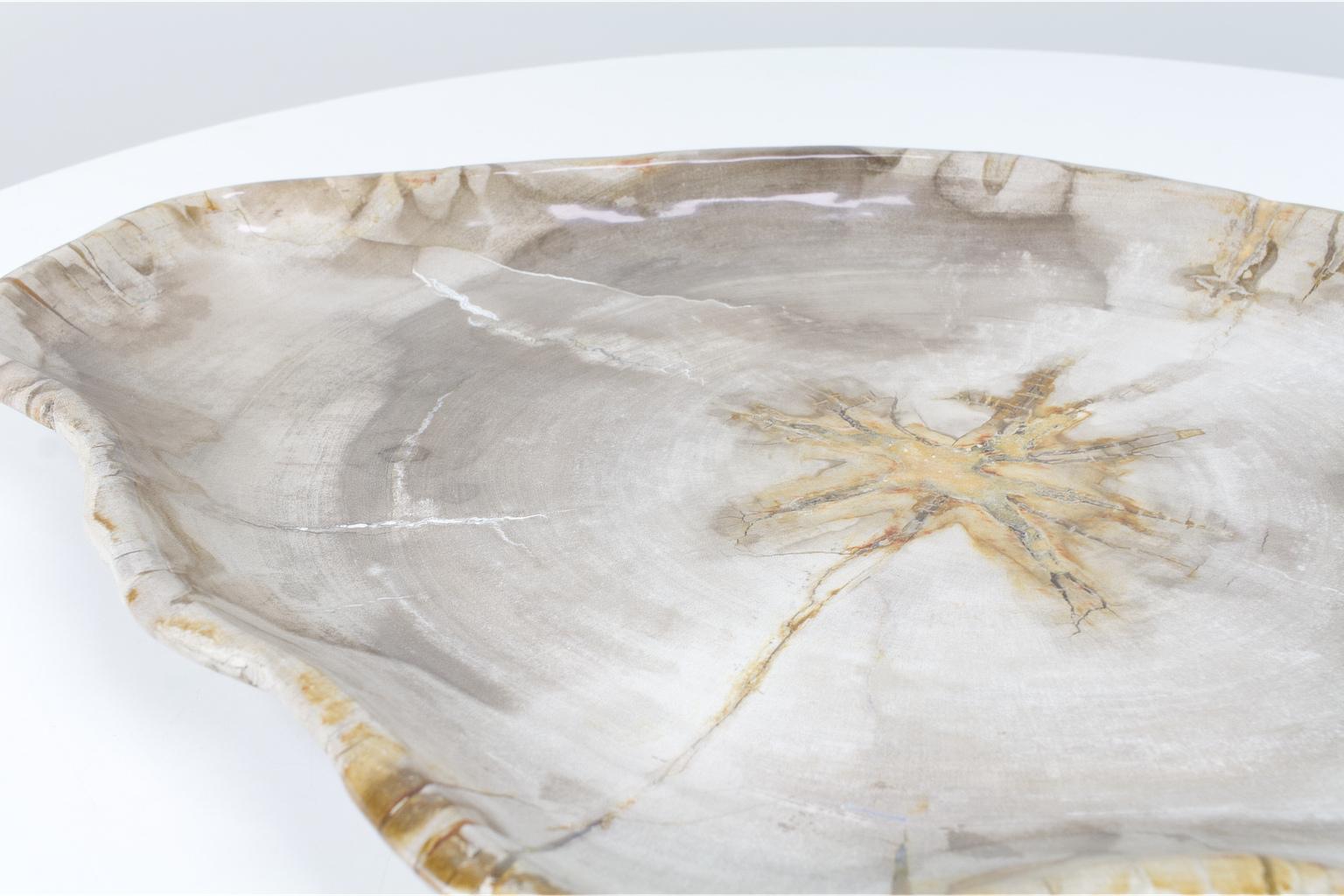 Large Petrified Wooden Plate in Beige Tones, Object Organic Origin In Excellent Condition In Beek en Donk, NL