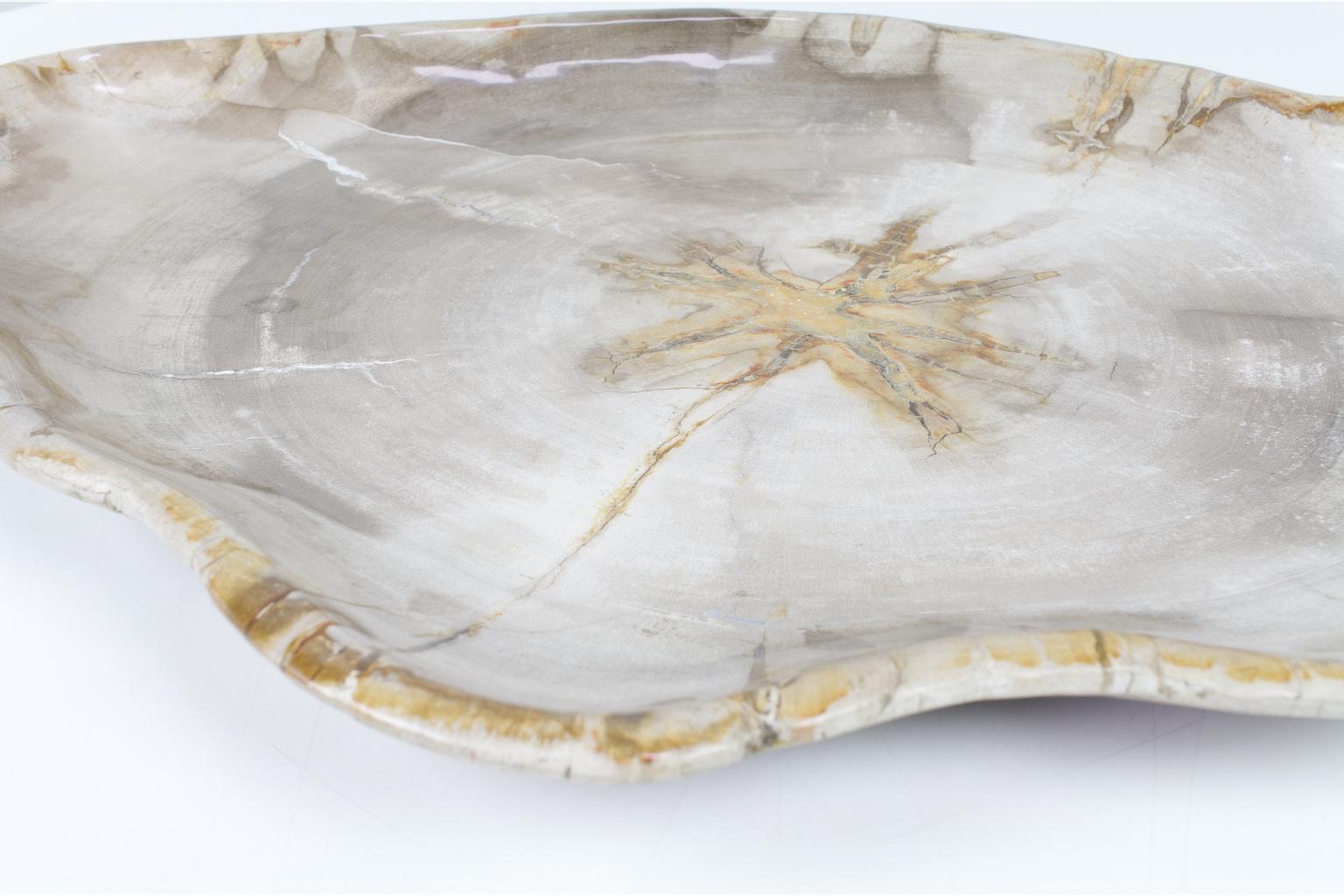 18th Century and Earlier Large Petrified Wooden Plate in Beige Tones, Object Organic Origin