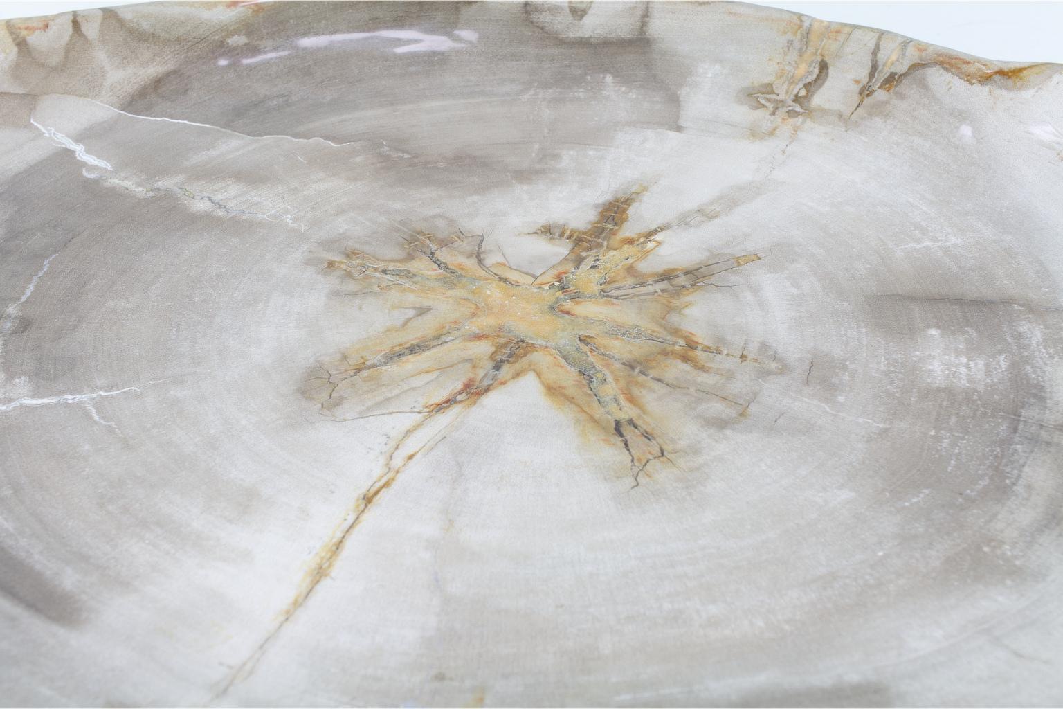 Stone Large Petrified Wooden Plate in Beige Tones, Object Organic Origin