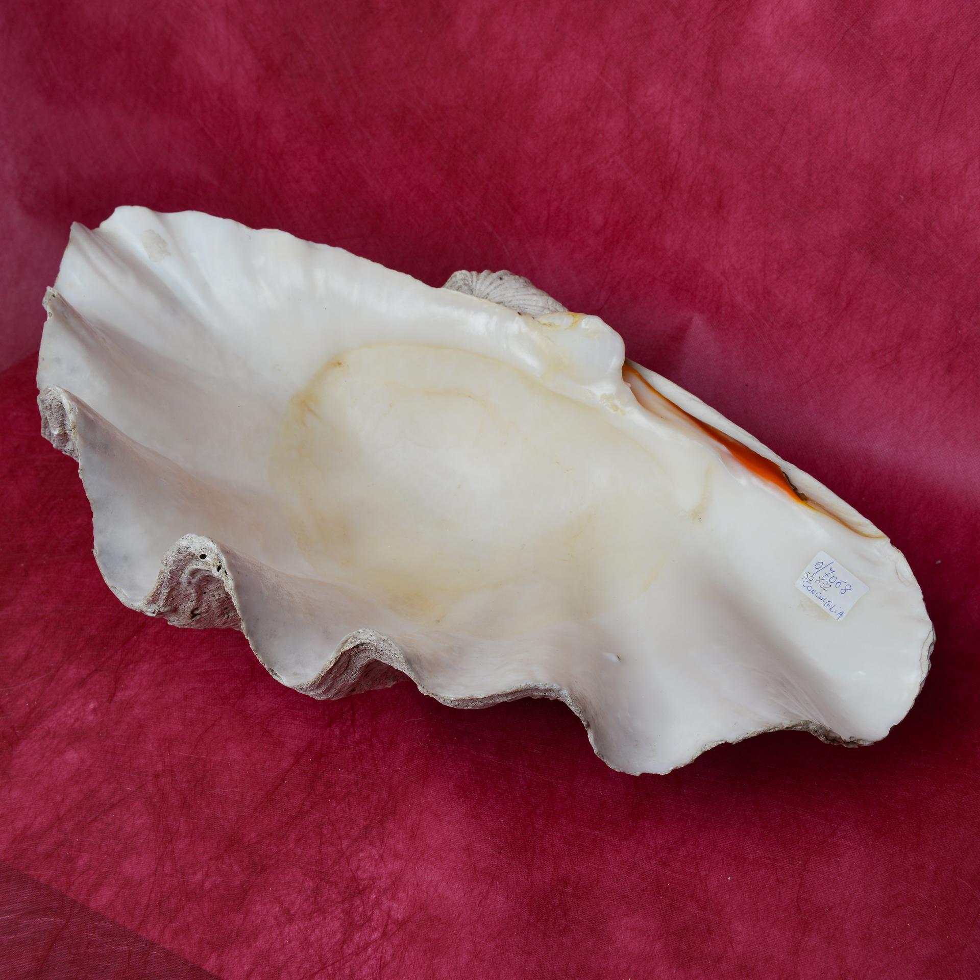Große Muschel-Tridacna aus dem Pazifischen Ozean (20. Jahrhundert) im Angebot