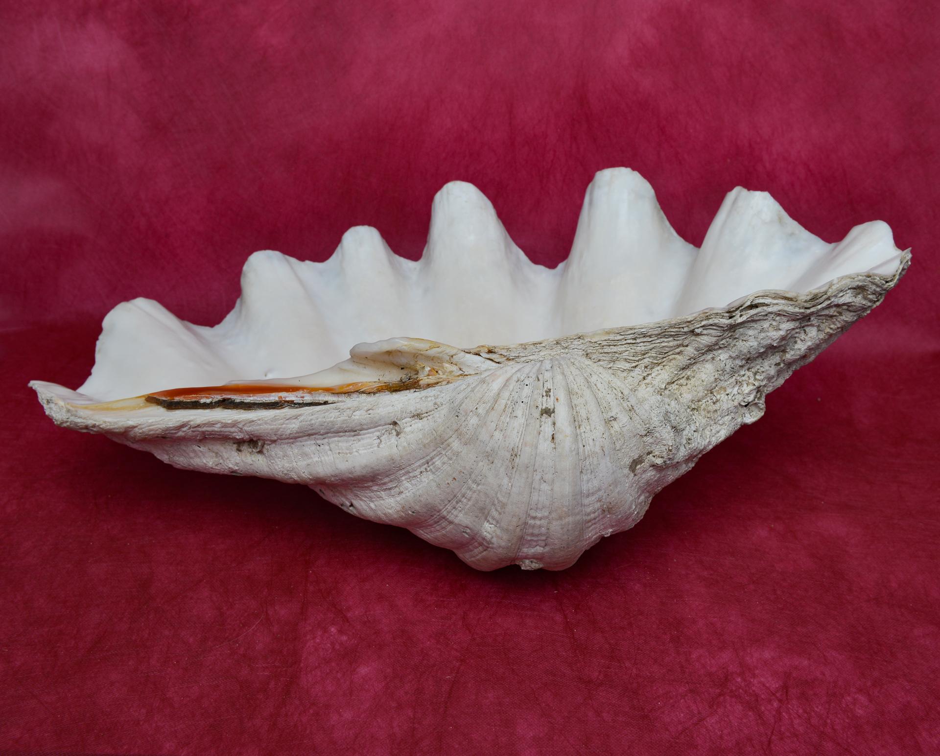 Große Muschel-Tridacna aus dem Pazifischen Ozean im Angebot 1