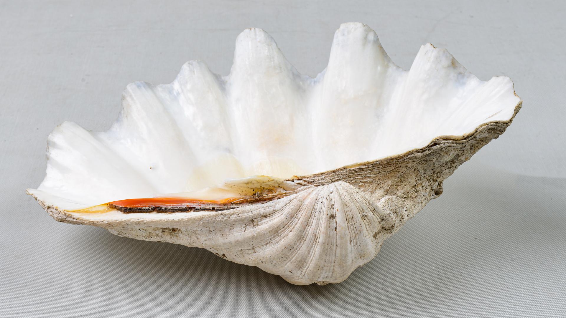 Große Muschel-Tridacna aus dem Pazifischen Ozean im Angebot 6