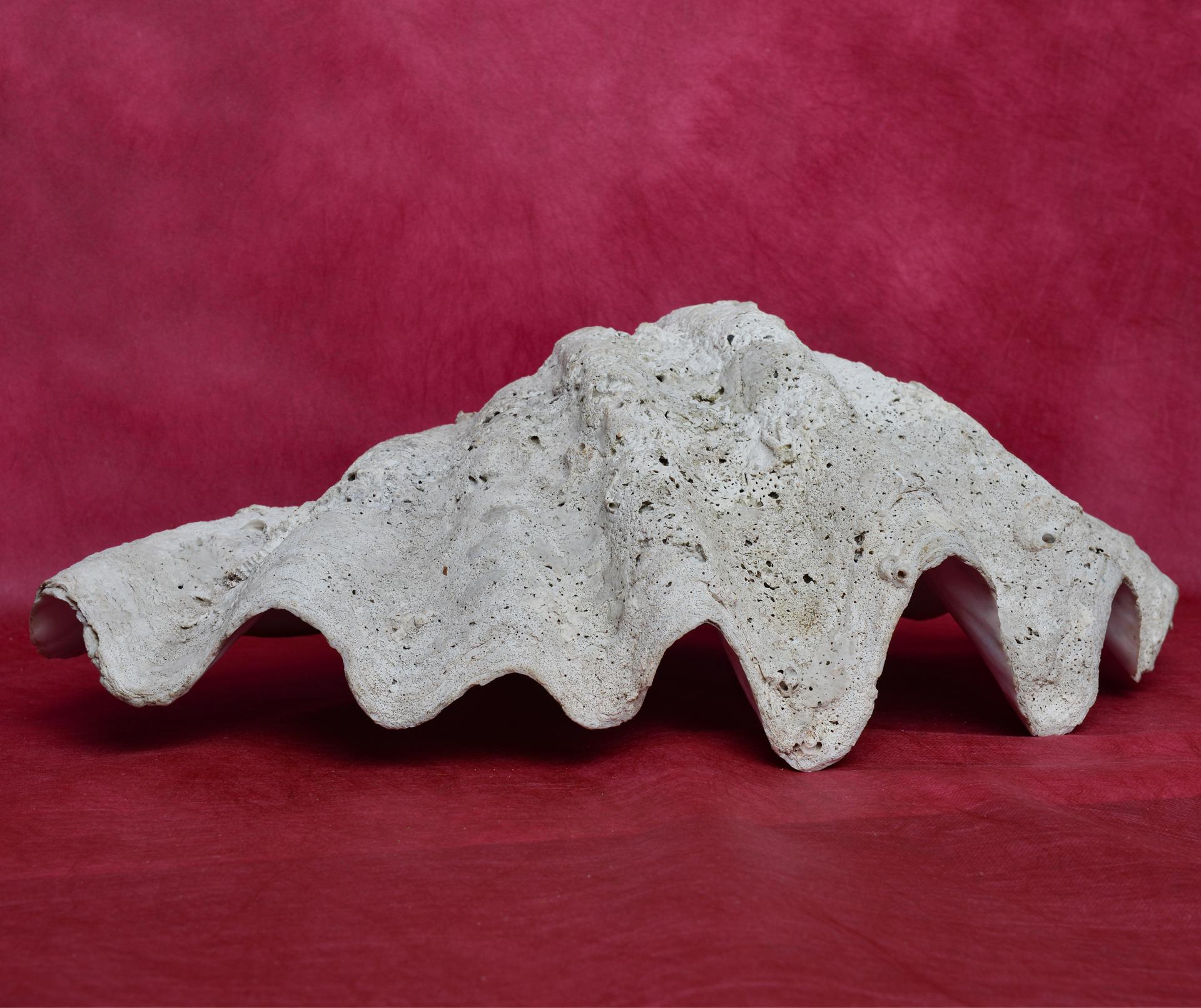 Other Big Shell Tridacna from Pacific Ocean For Sale