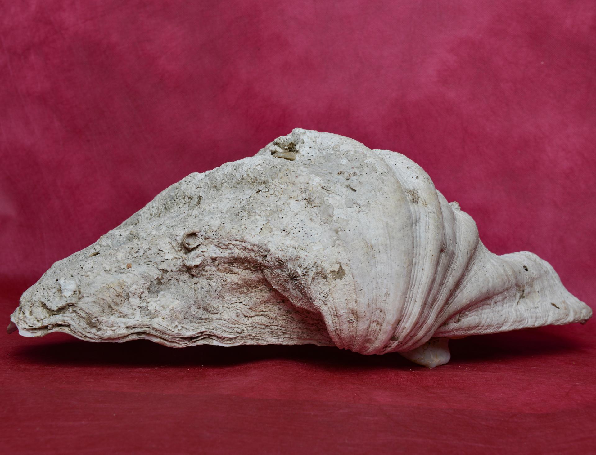 Big Shell Tridacna from Pacific Ocean In Excellent Condition For Sale In Alessandria, Piemonte