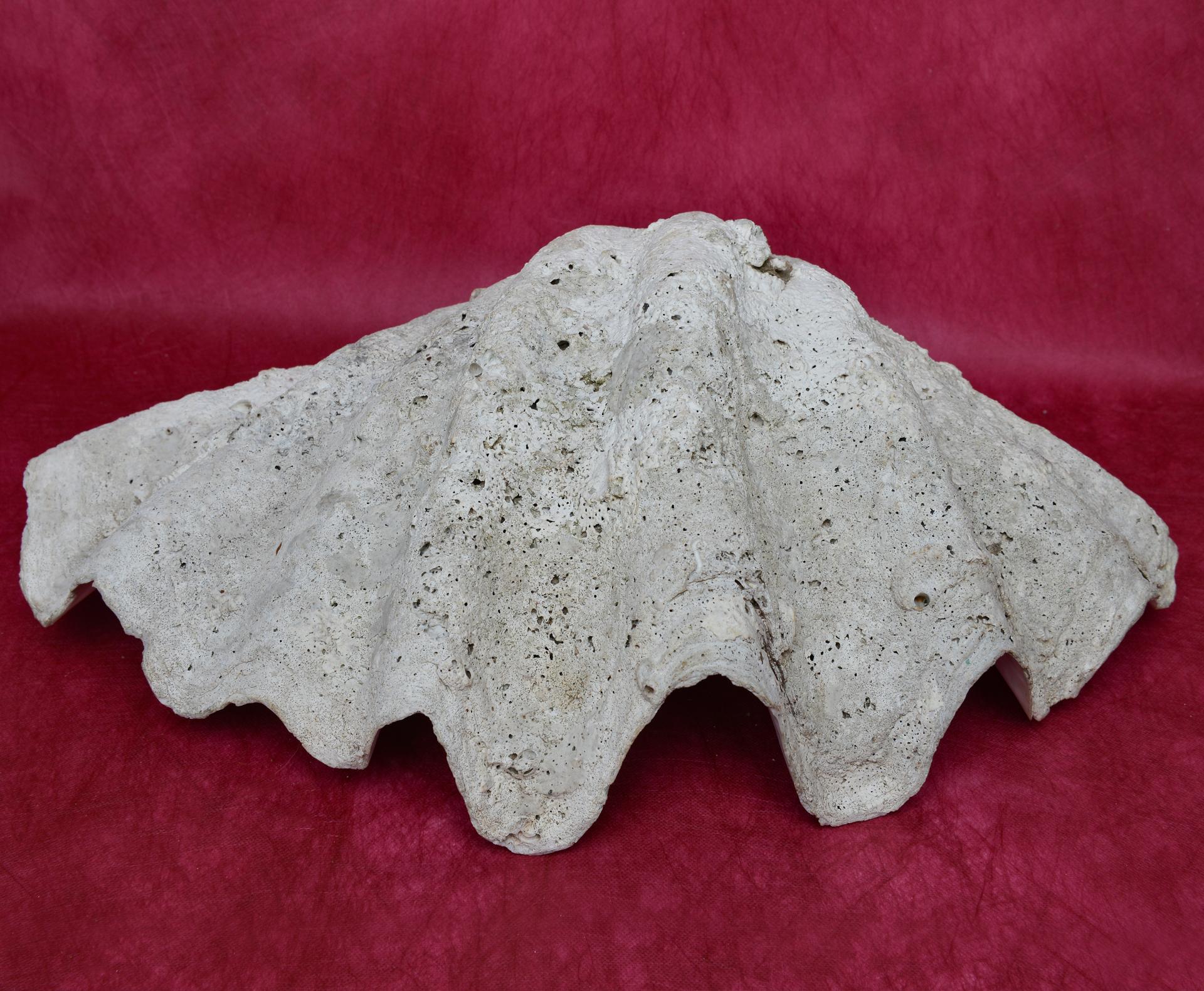 20th Century Big Shell Tridacna from Pacific Ocean For Sale