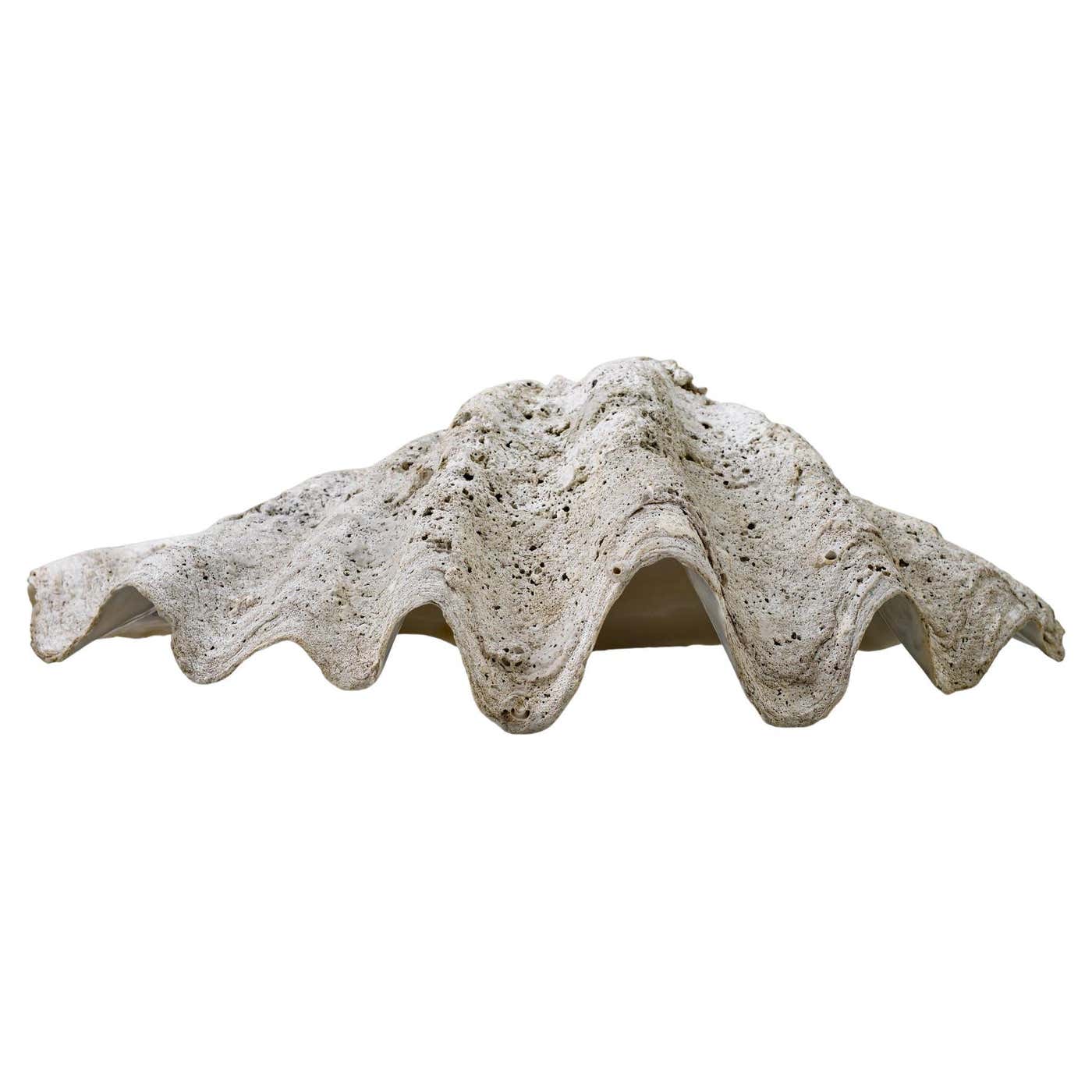 Big Shell Tridacna from Pacific Ocean For Sale at 1stDibs