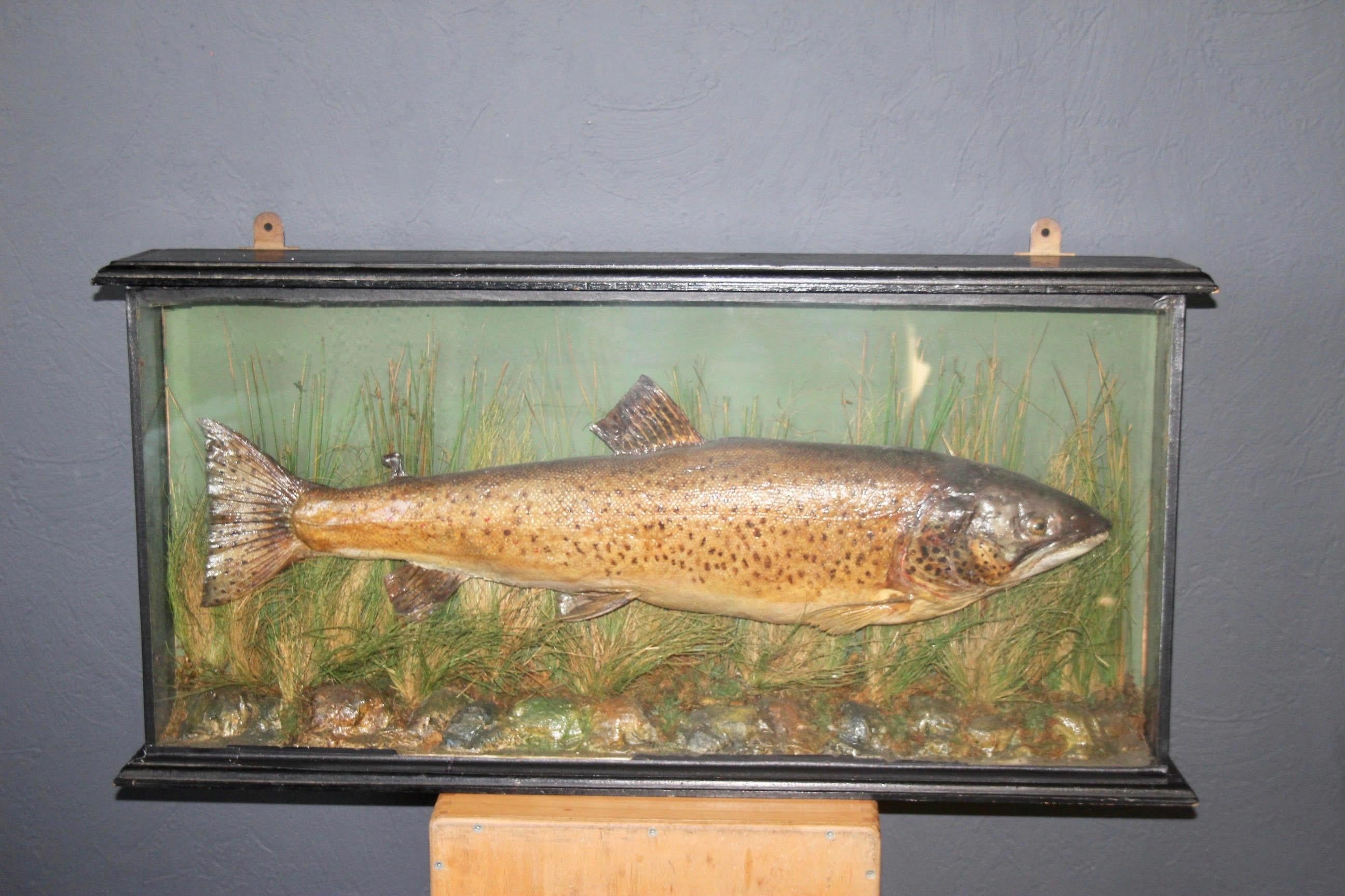 A big taxidermized trout in a black wood and glass case. 
circa 1940.
