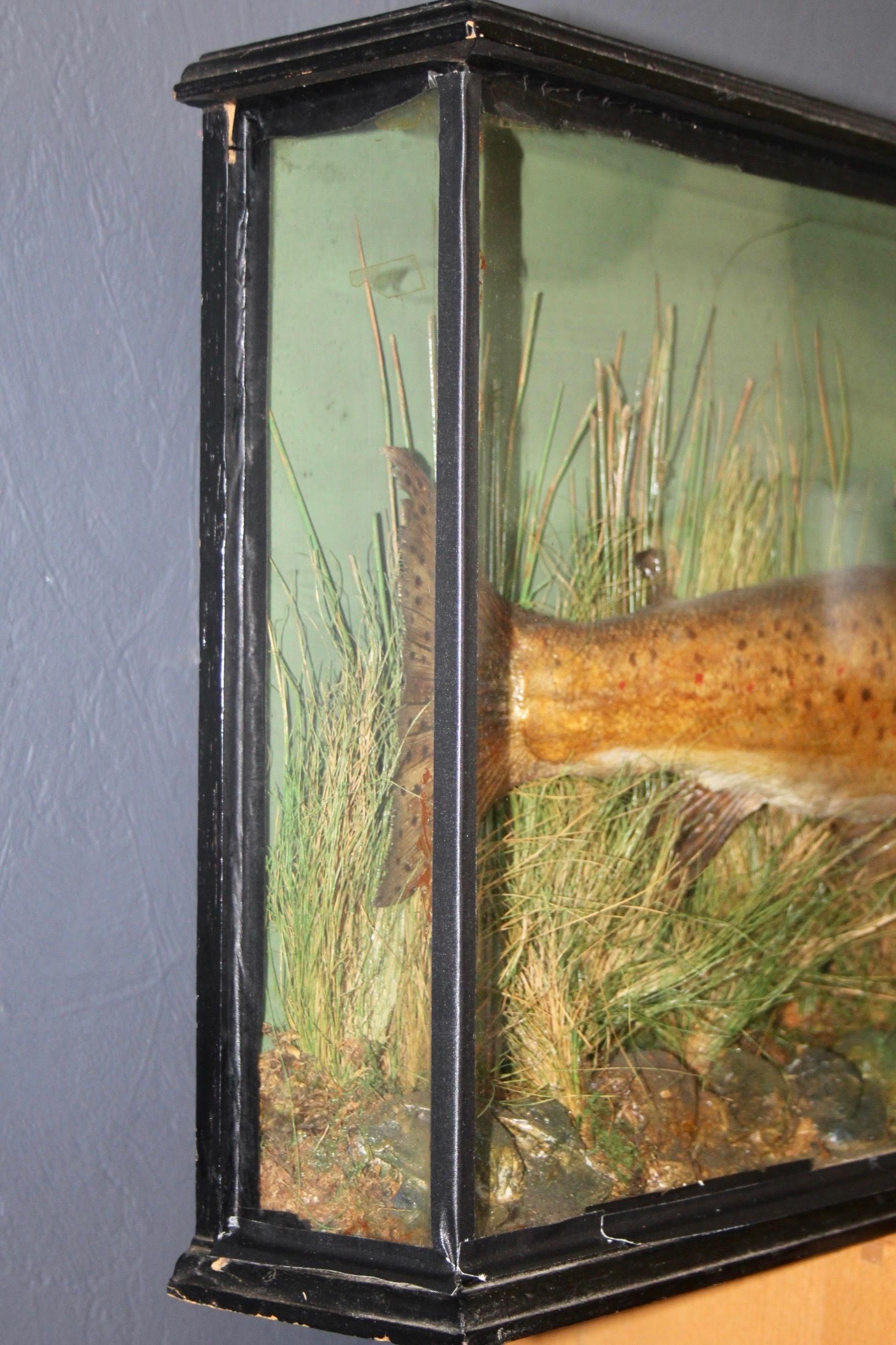 English Big Taxidermy Fish