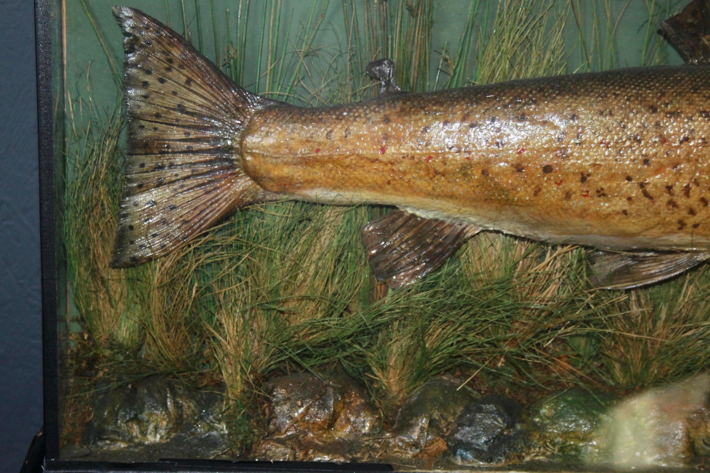 Big Taxidermy Fish 1