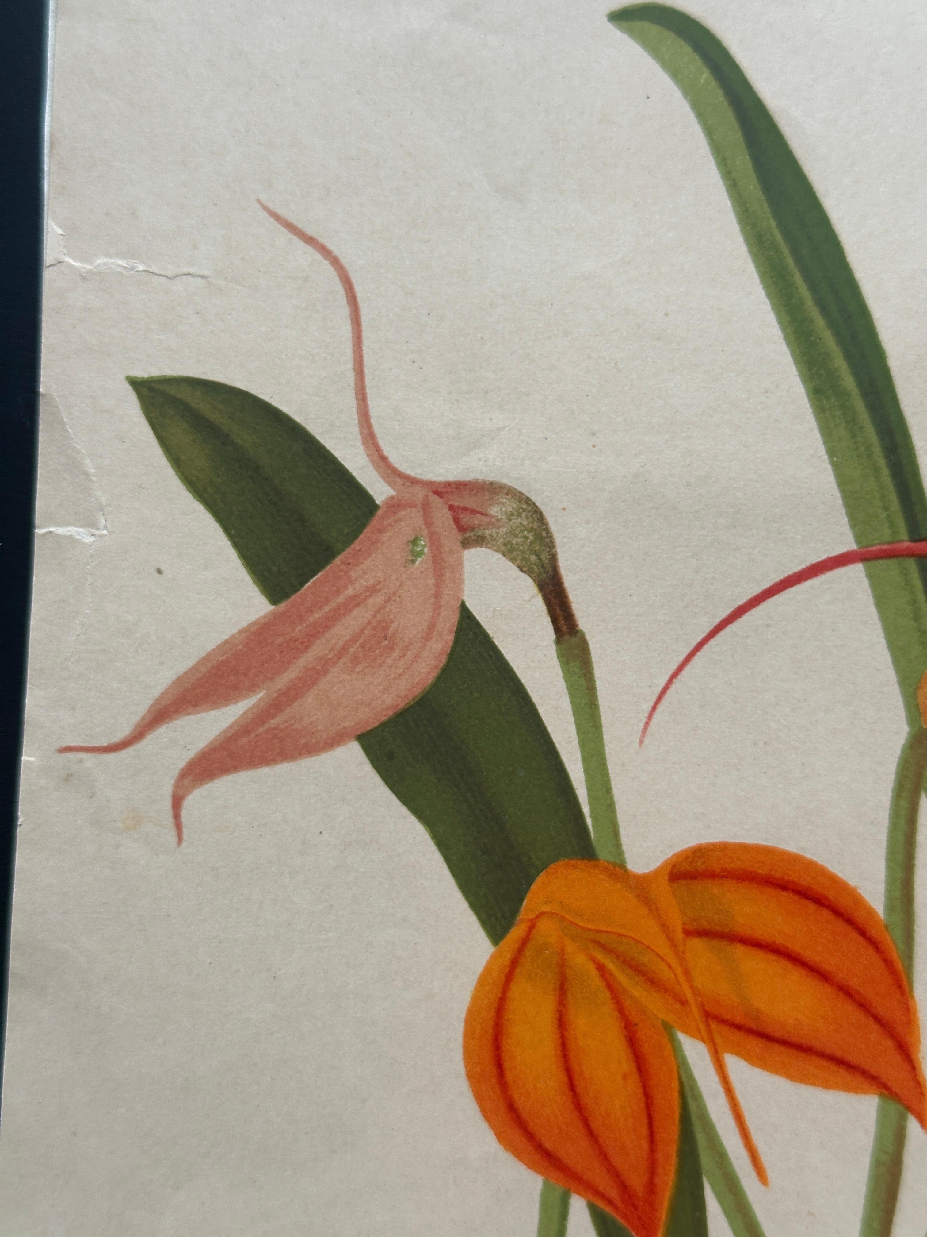 Bignonia venusta – Antique Botanical Chromolithograph, 1880s en venta 5