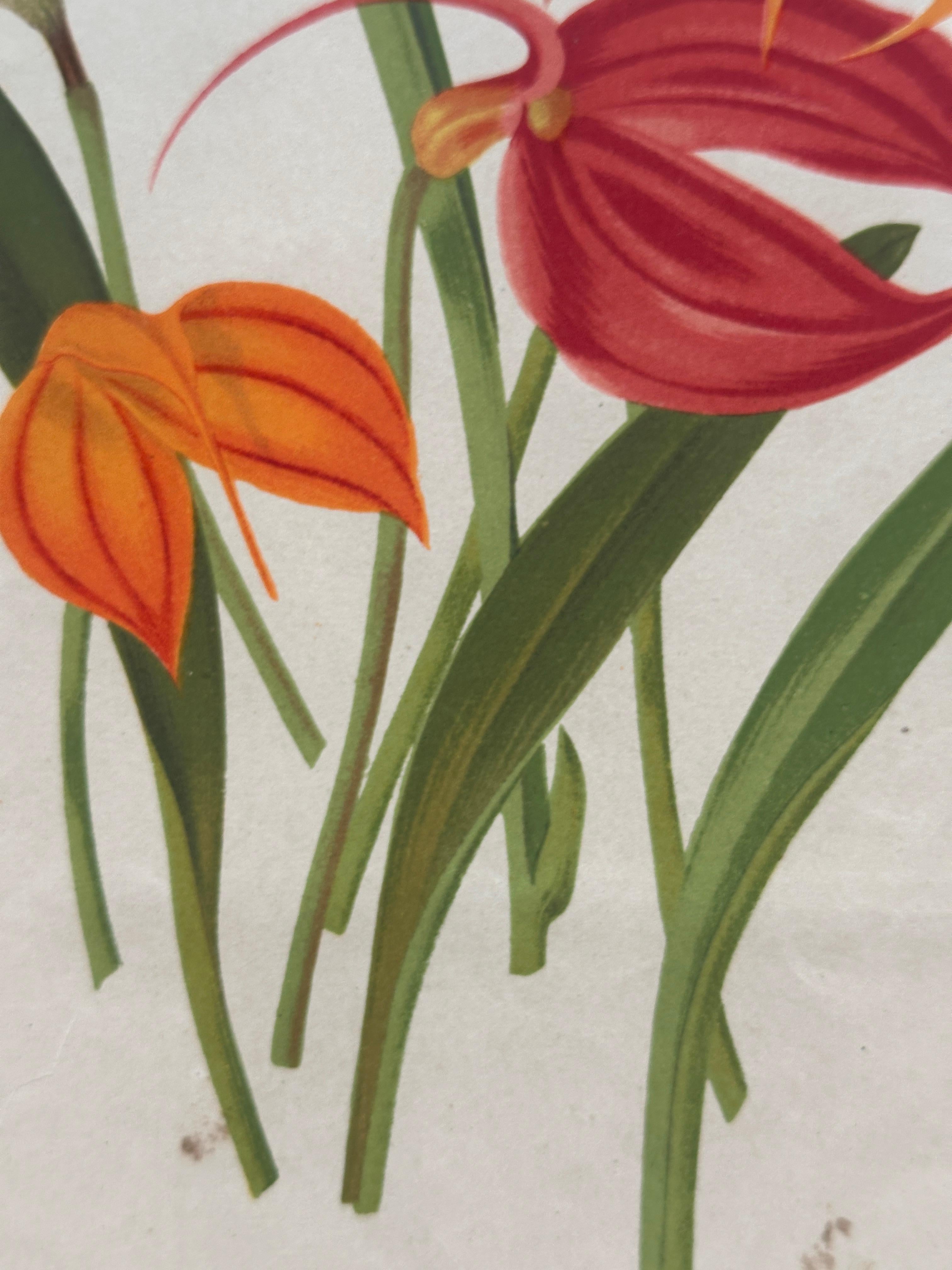 Bignonia venusta – Antique Botanical Chromolithograph, 1880s en venta 6