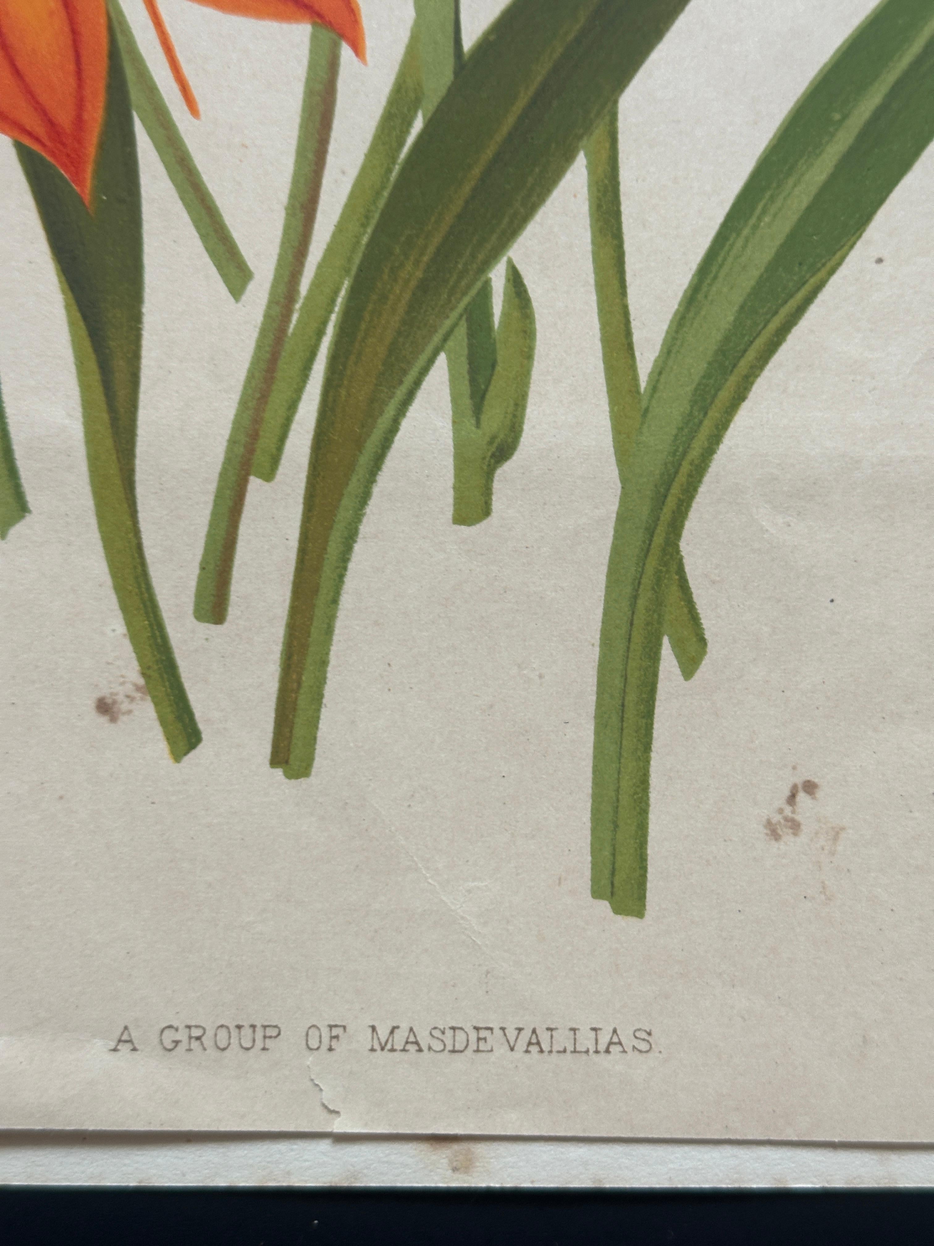 Bignonia venusta – Antique Botanical Chromolithograph, 1880s en venta 7