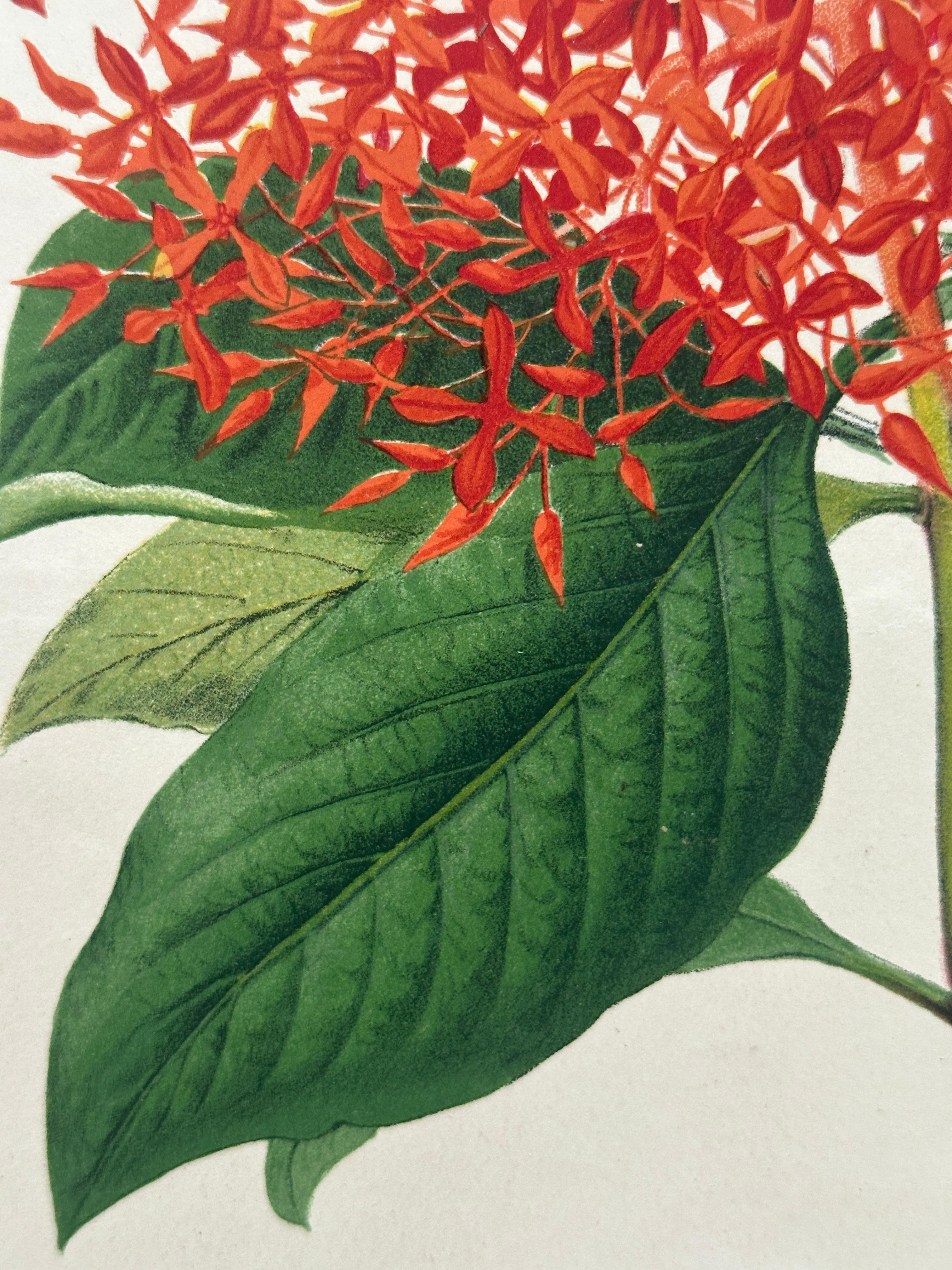 Bignonia venusta – Antique Botanical Chromolithograph, 1880s en venta 8