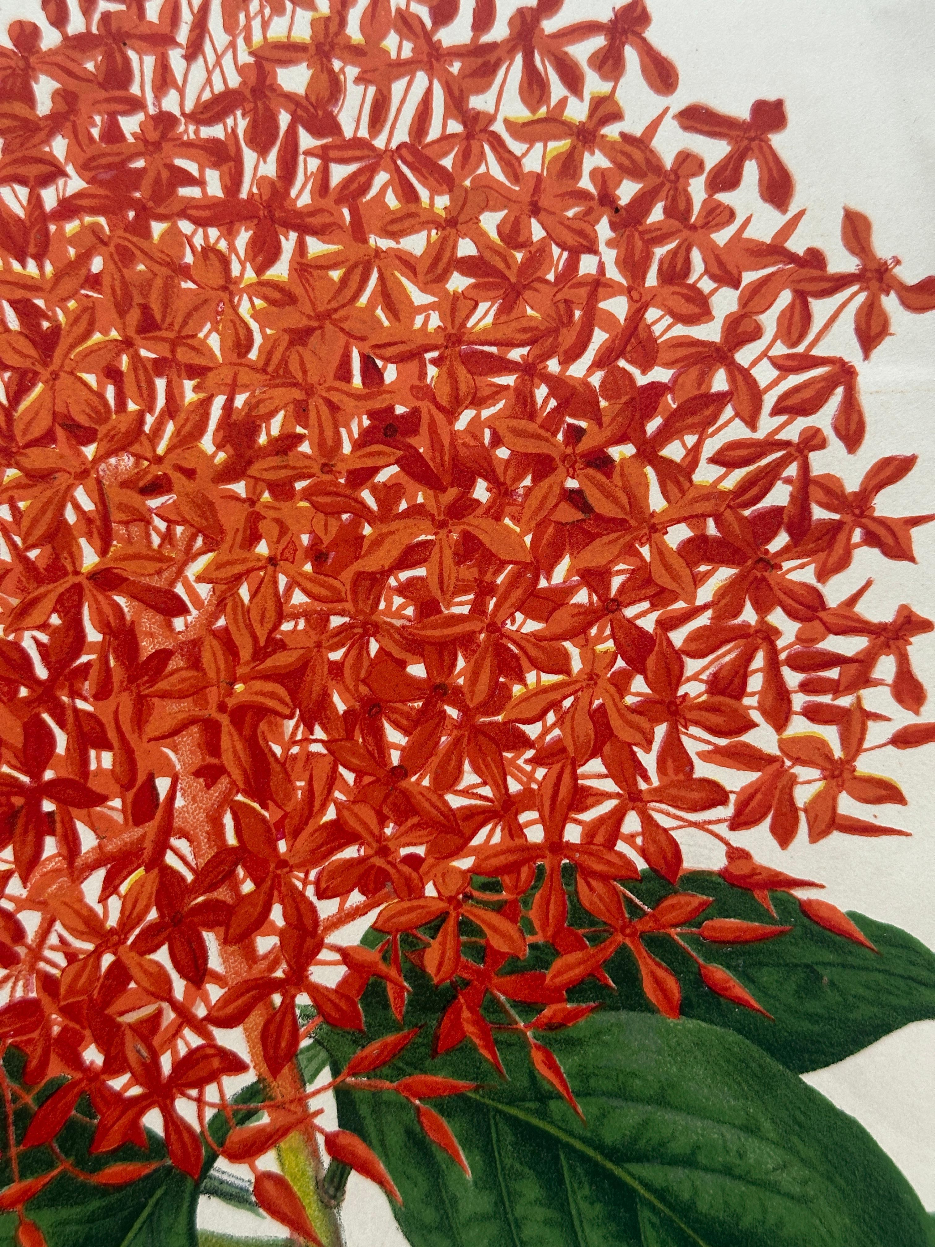 Bignonia venusta – Antique Botanical Chromolithograph, 1880s en venta 9