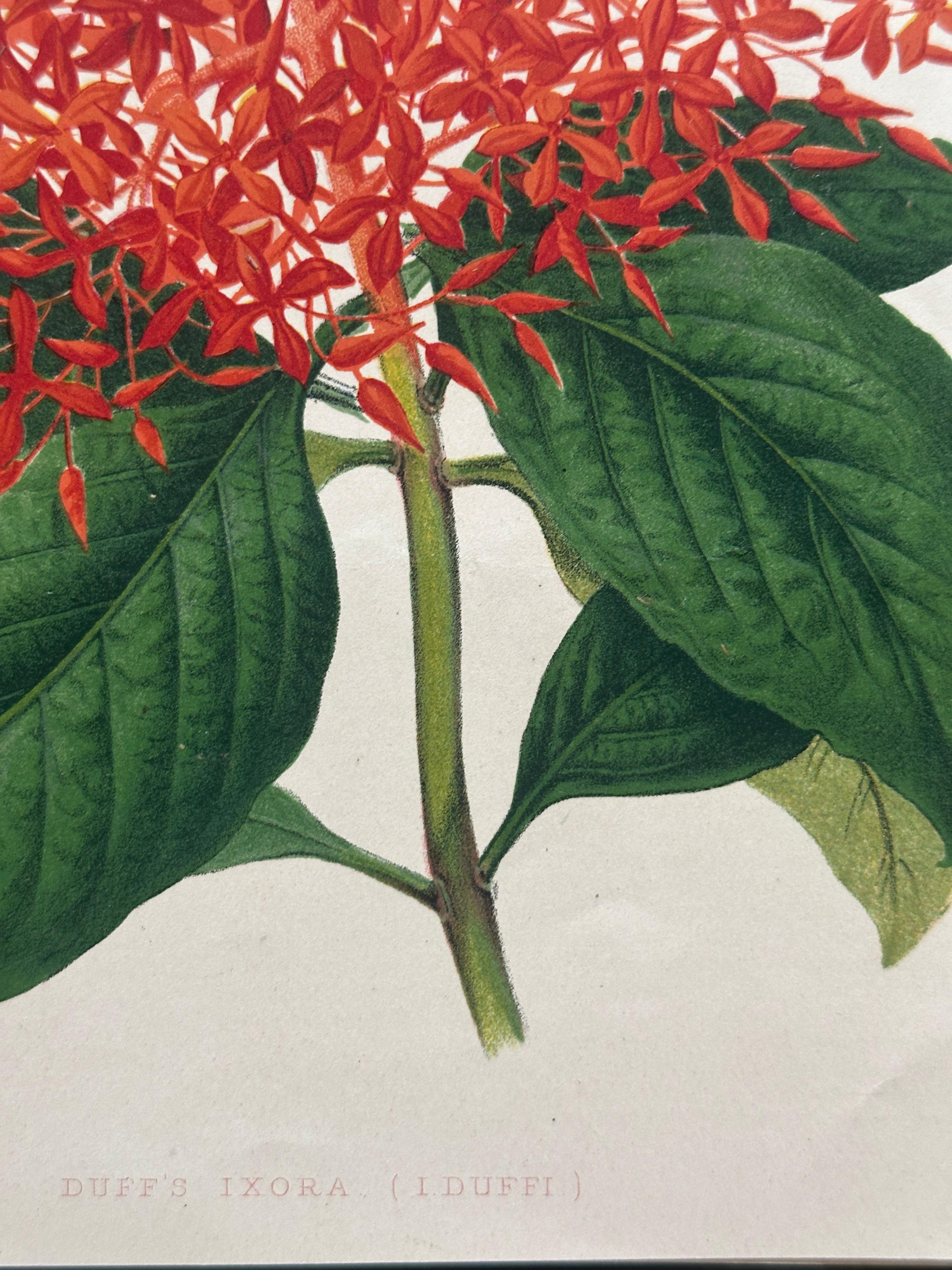 Bignonia venusta – Antique Botanical Chromolithograph, 1880s en venta 11
