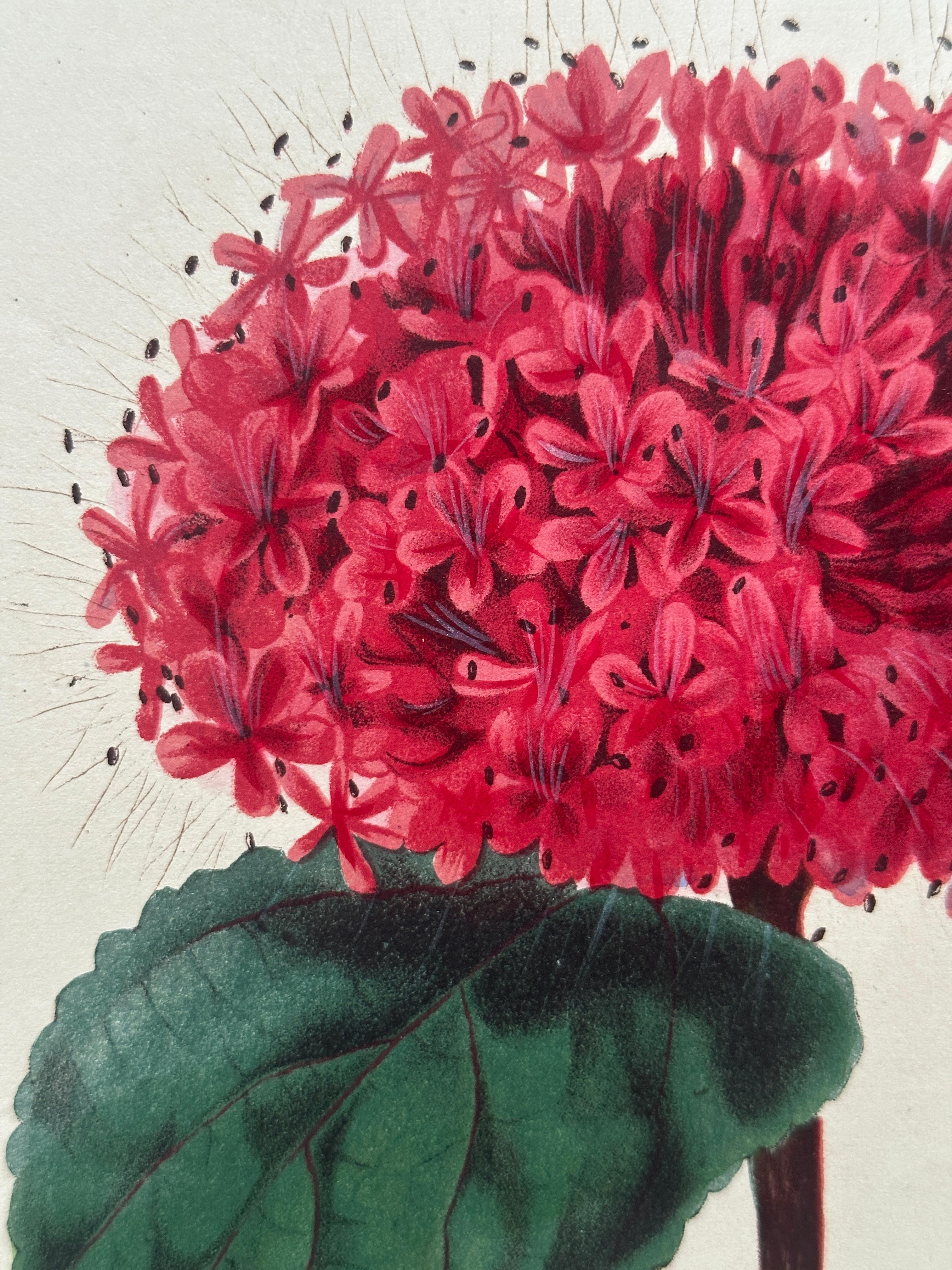 Bignonia venusta – Antique Botanical Chromolithograph, 1880s en venta 12