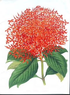 Bignonia venusta – Antique Botanical Chromolithograph, 1880s