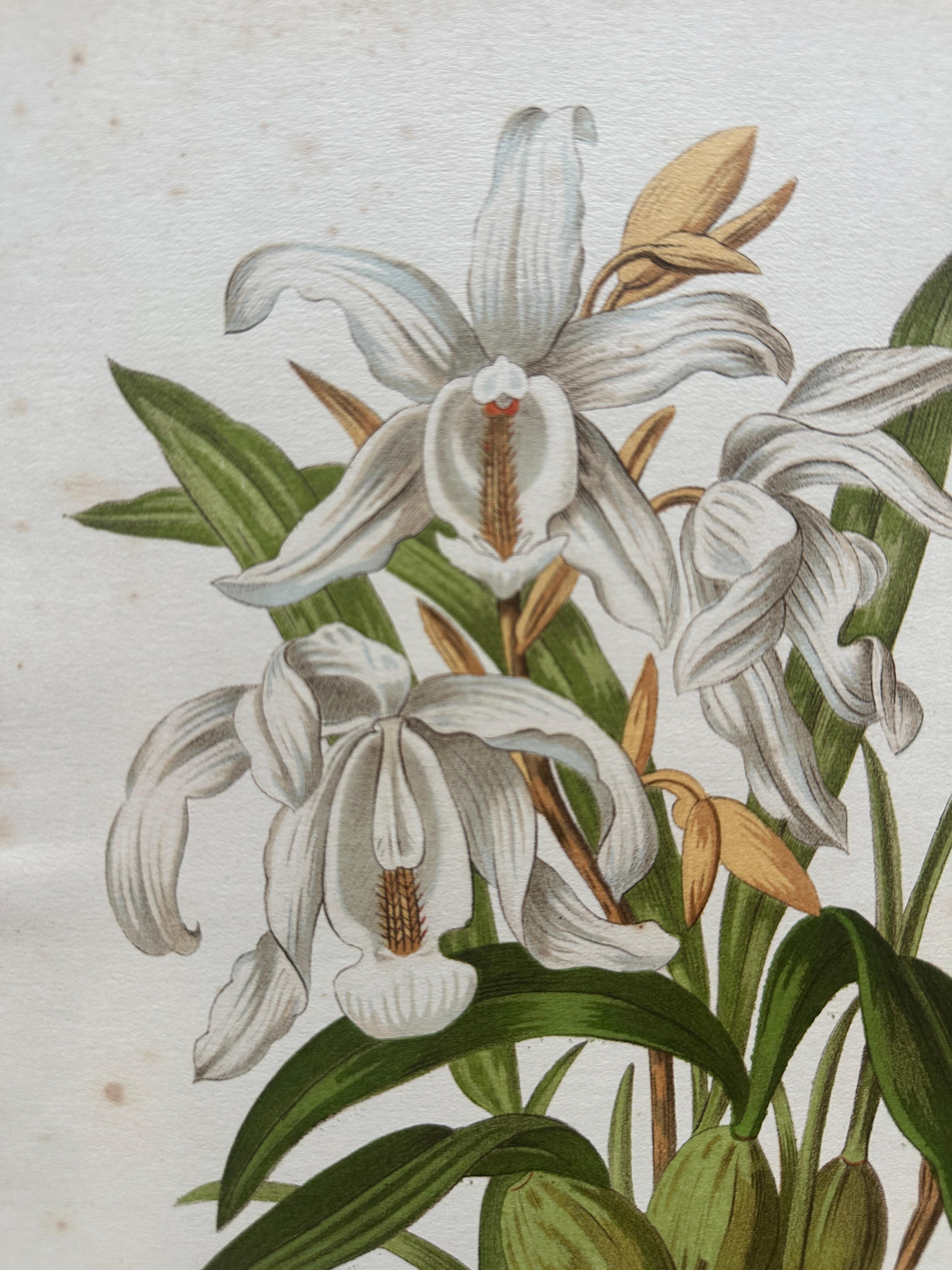 Bignonia venusta – Antique Botanical Chromolithograph, 1880s siglo XIX en venta