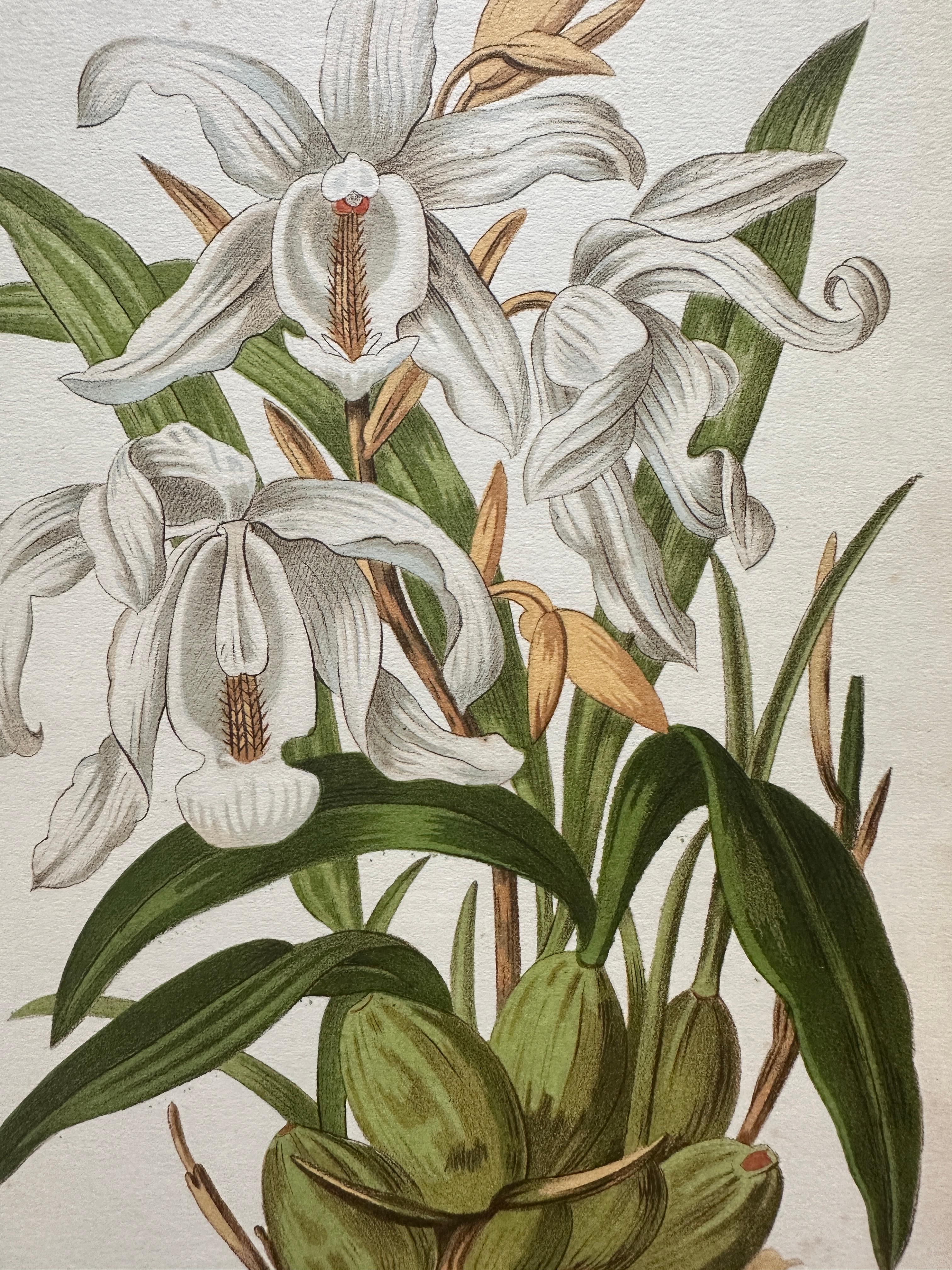 Bignonia venusta – Antique Botanical Chromolithograph, 1880s Papel en venta
