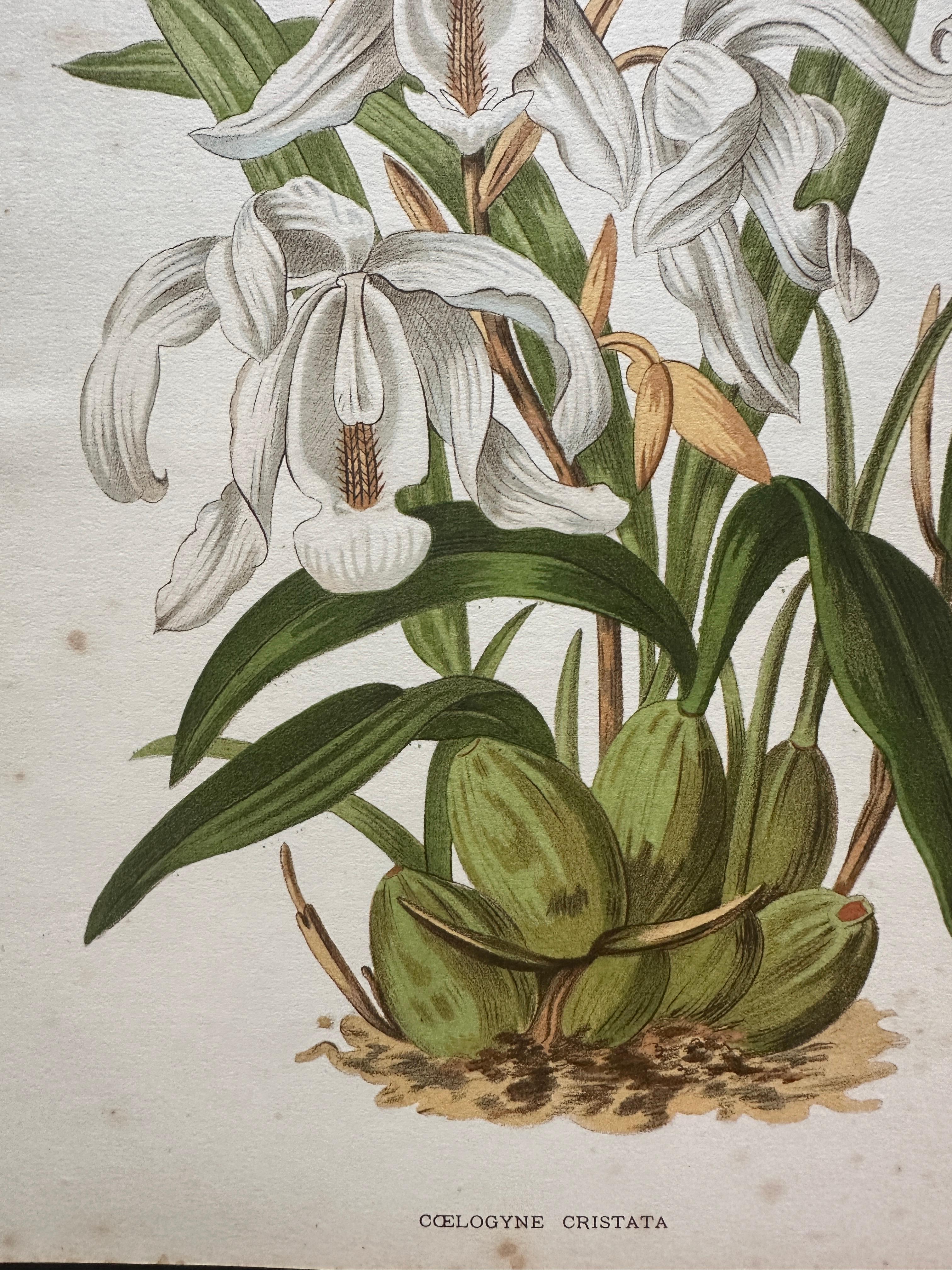 Bignonia venusta – Antique Botanical Chromolithograph, 1880s en venta 1