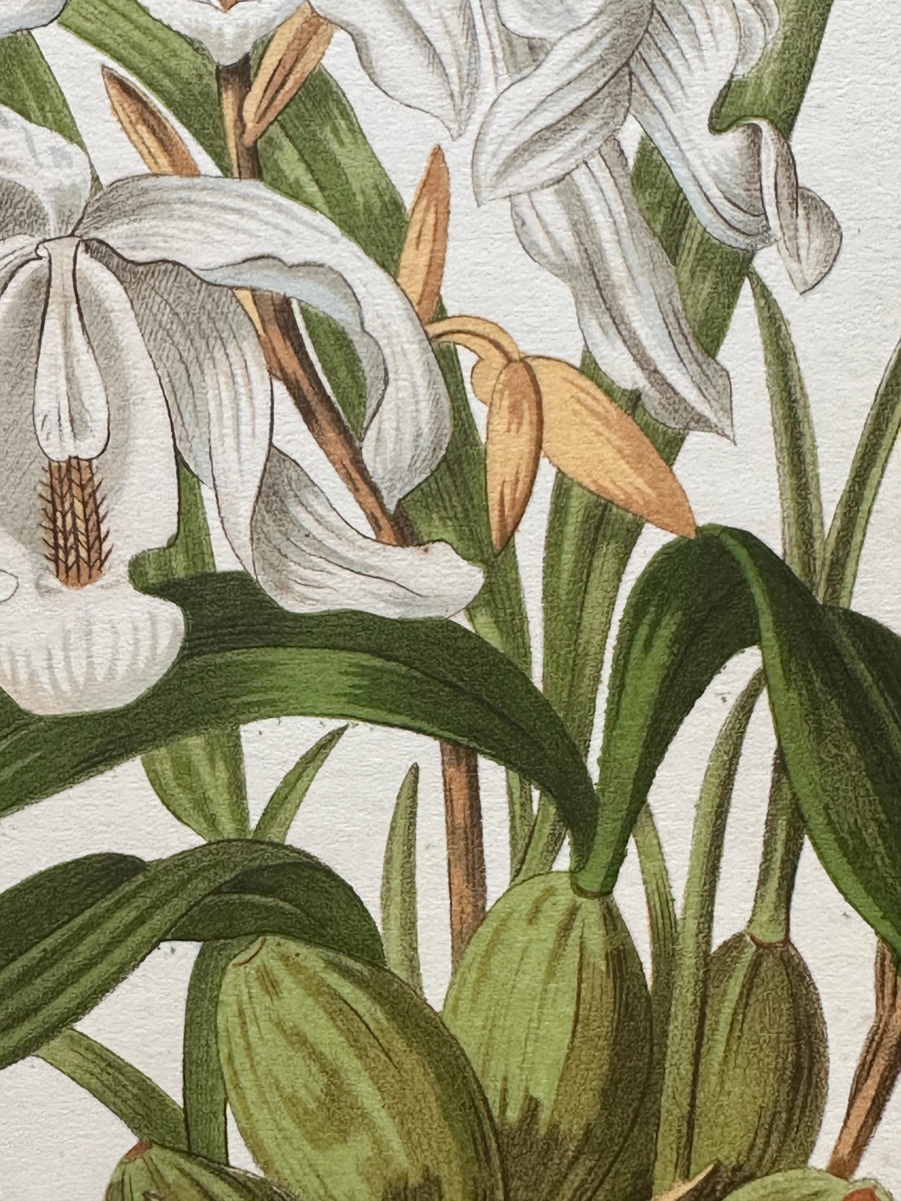 Bignonia venusta – Antique Botanical Chromolithograph, 1880s en venta 2
