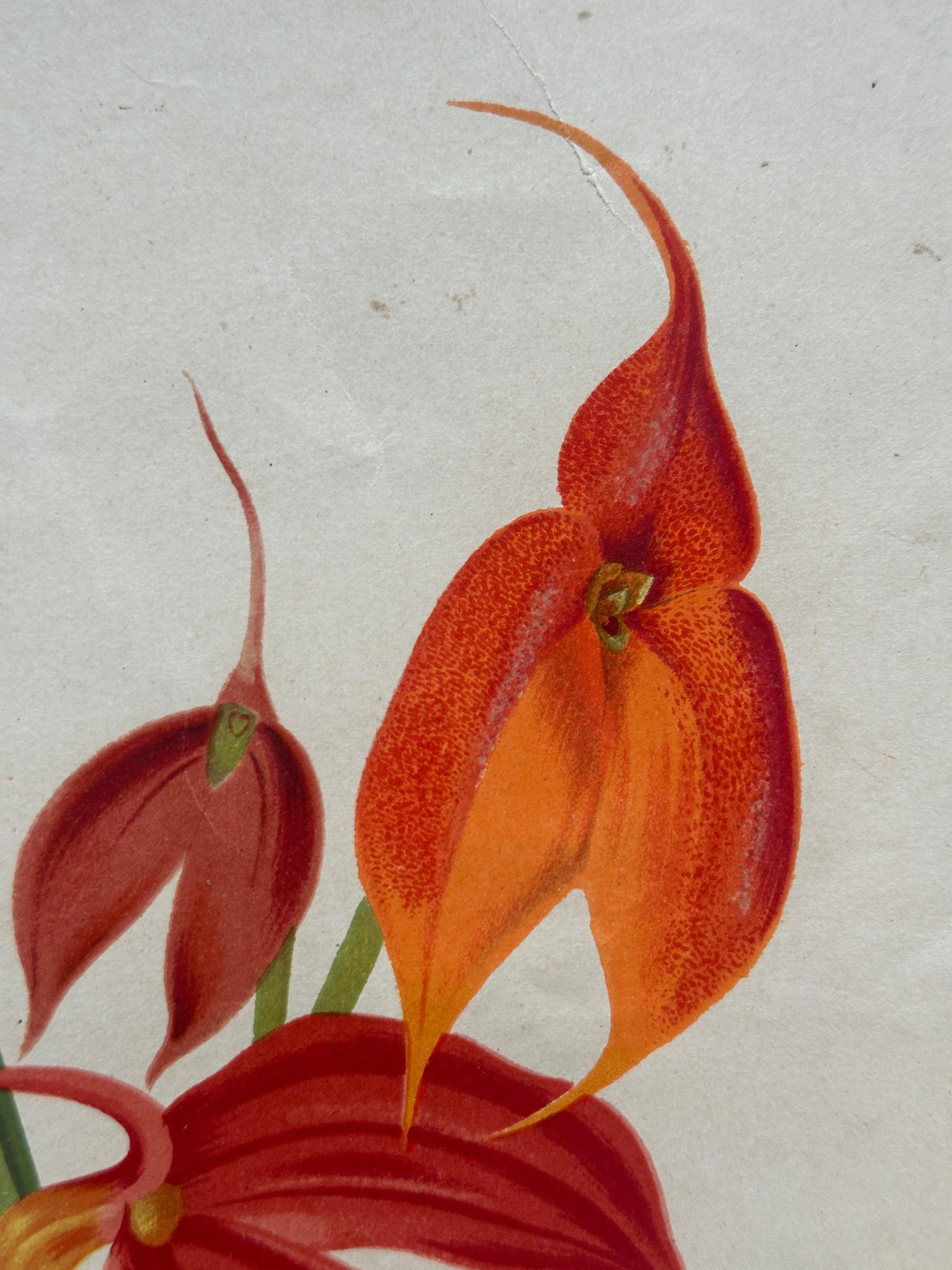 Bignonia venusta – Antique Botanical Chromolithograph, 1880s en venta 3