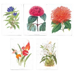 Bignonia venusta – Antique Botanical Chromolithograph, 1880s