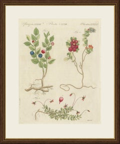 Bilberry, Lingonberry and Cranberry, Antique Bertuch Print, circa 1805
