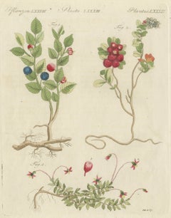 Bilberry, Lingonberry and Cranberry, Antique Bertuch Print, circa 1805