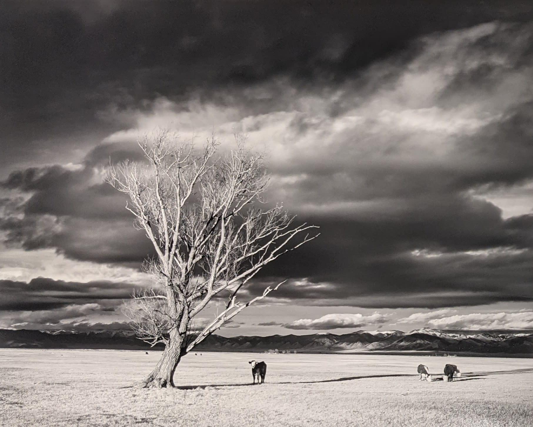 Bill Lemke Black and White Photograph - Tree and Cows, Colorado