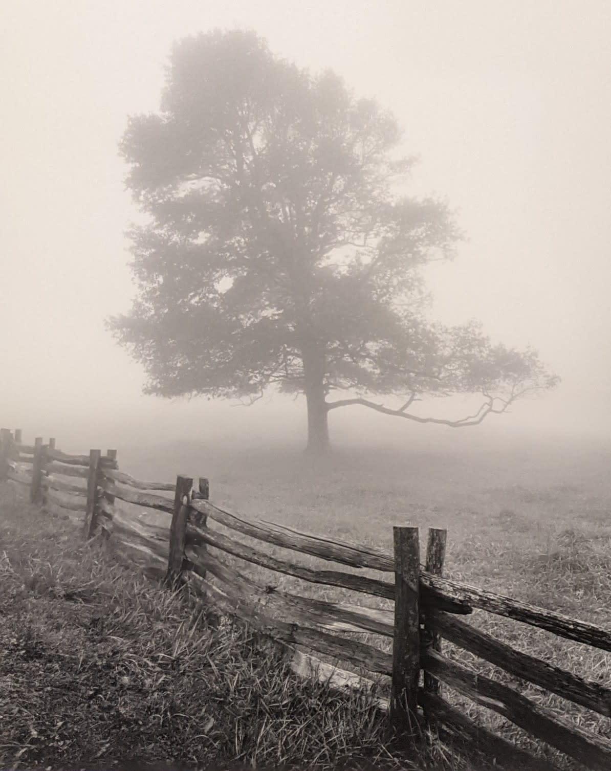 Bill Lemke Black and White Photograph - Tree Fog and Fence, Va