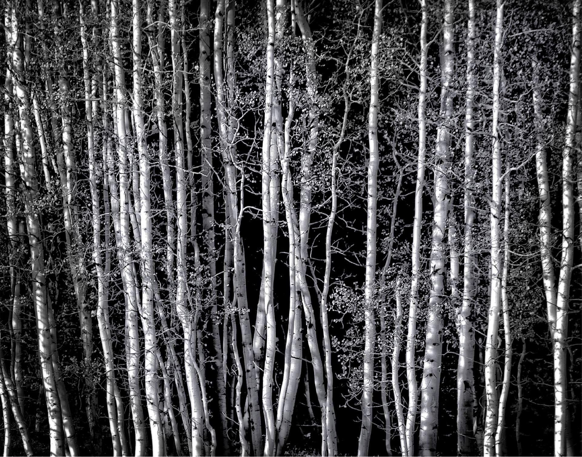 Bill Scott Landscape Photograph – Schwarz-weie Aspen''s (1/100)