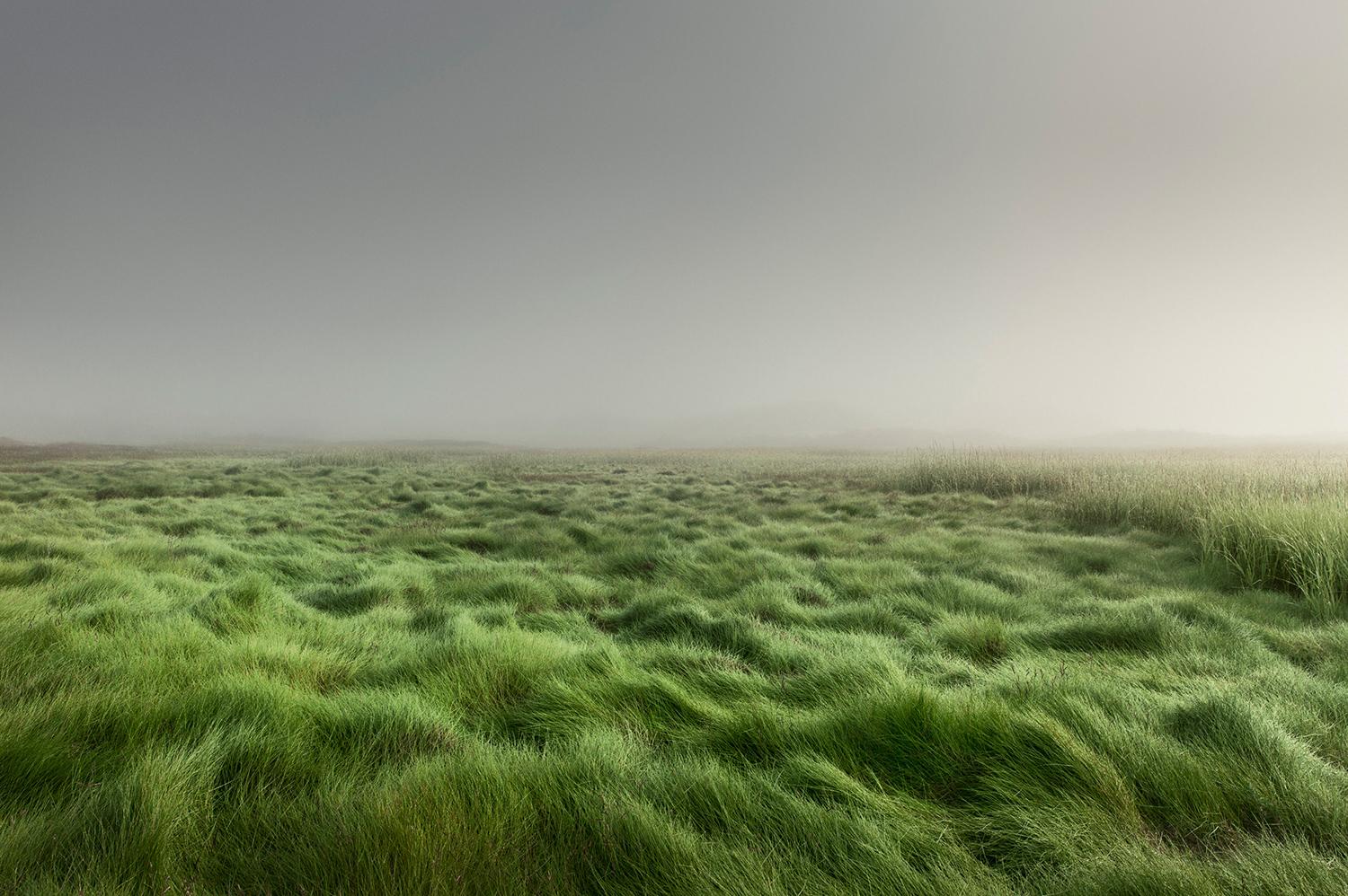 Landscape Photograph Bill Tansey - Herbe des landes