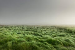 Moors Grass