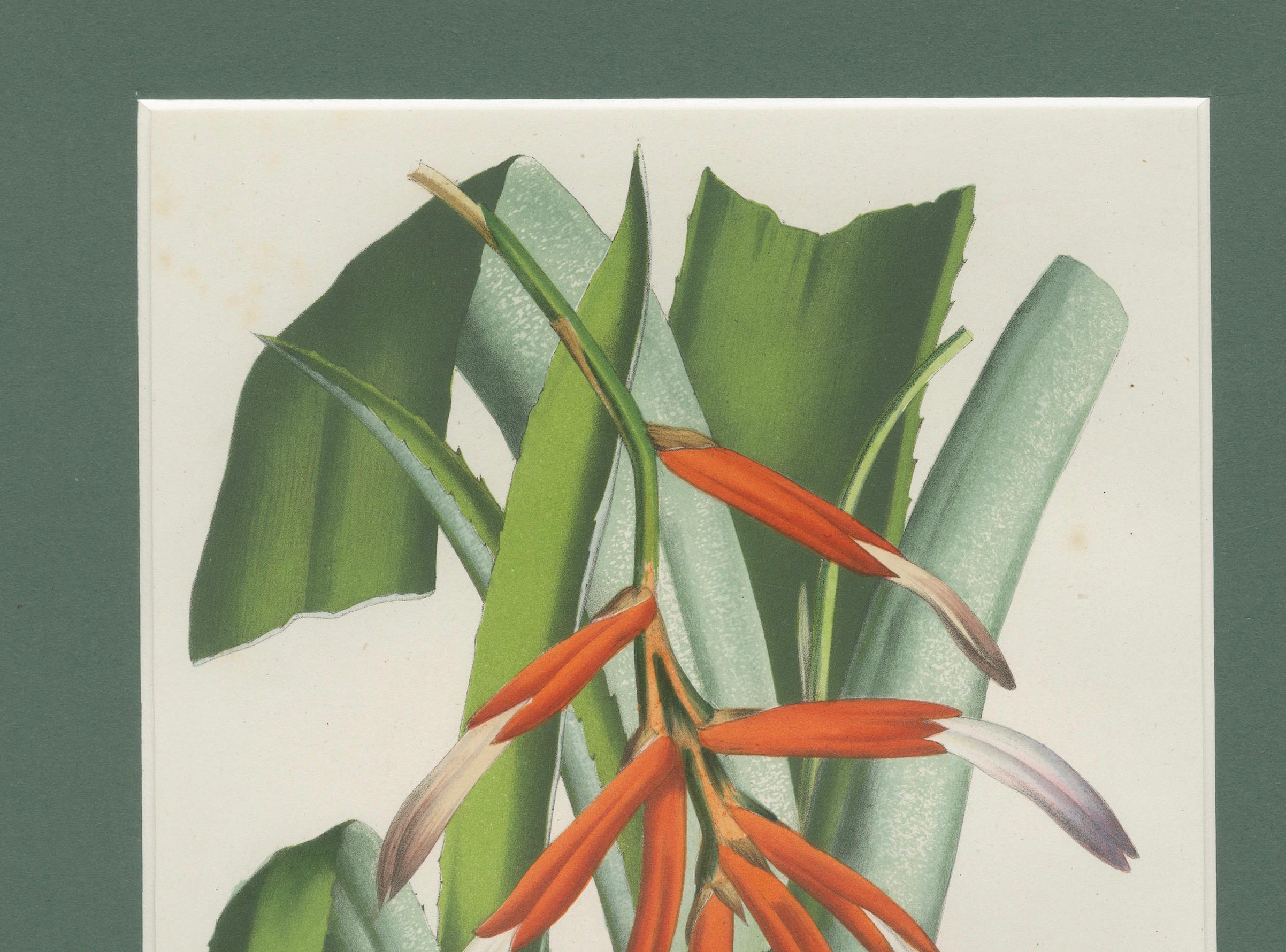 Title: 'Billbergia liboniana – A Stunning Botanical Print by Hoola van Houten'  

This vibrant hand-colored botanical print depicts the Billbergia liboniana, an exotic bromeliad native to Brazil, with vivid red and blue tubular flowers cascading