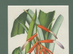 Billbergia liboniana – A Rare 19th-Century Botanical Illustration by van Houten