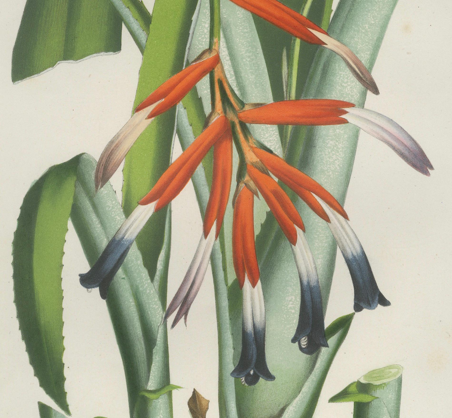 Billbergia liboniana – A Rare 19th-Century Botanical Illustration by van Houten In Good Condition For Sale In Langweer, NL