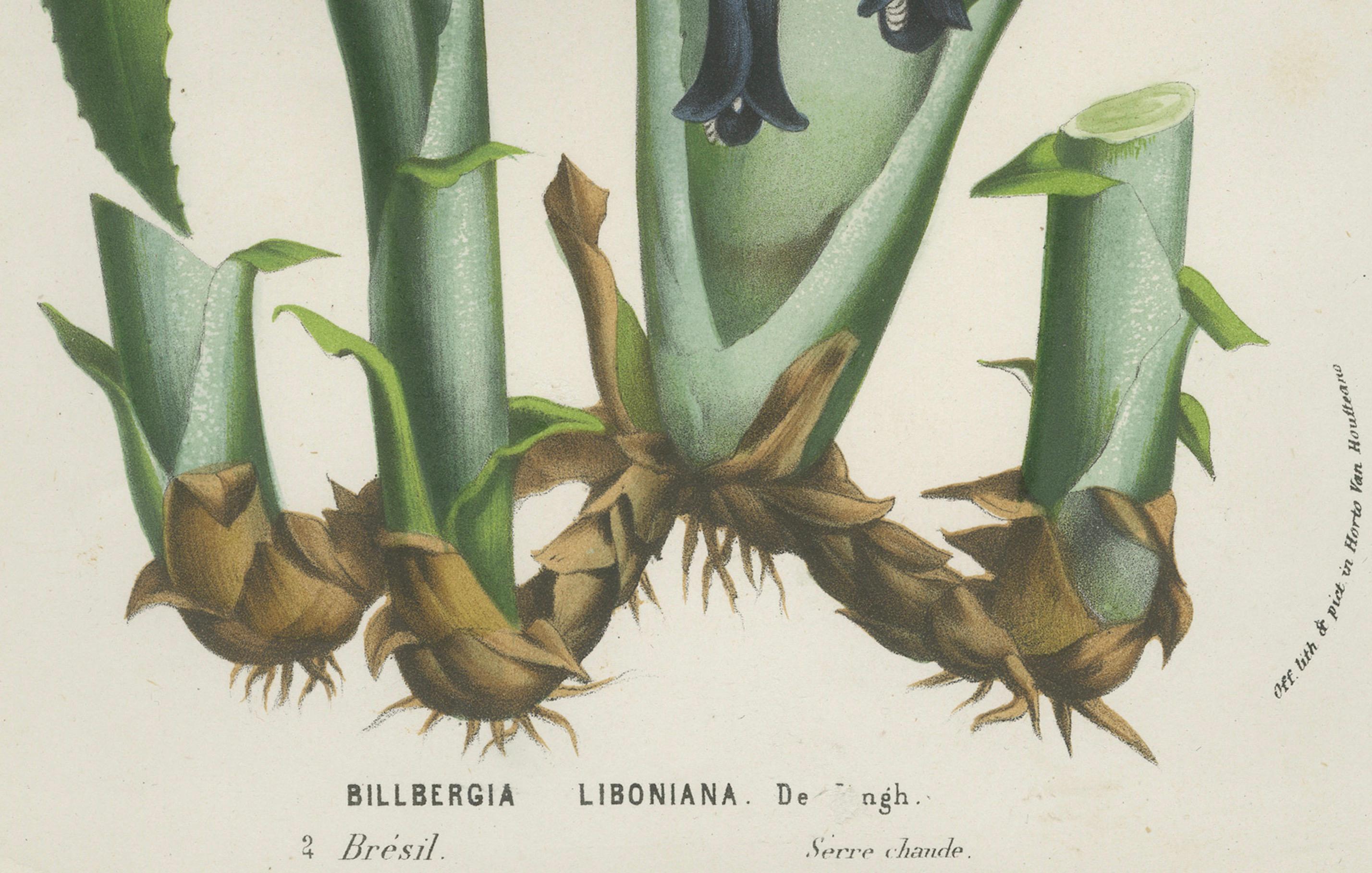 Mid-19th Century Billbergia liboniana – A Rare 19th-Century Botanical Illustration by van Houten For Sale