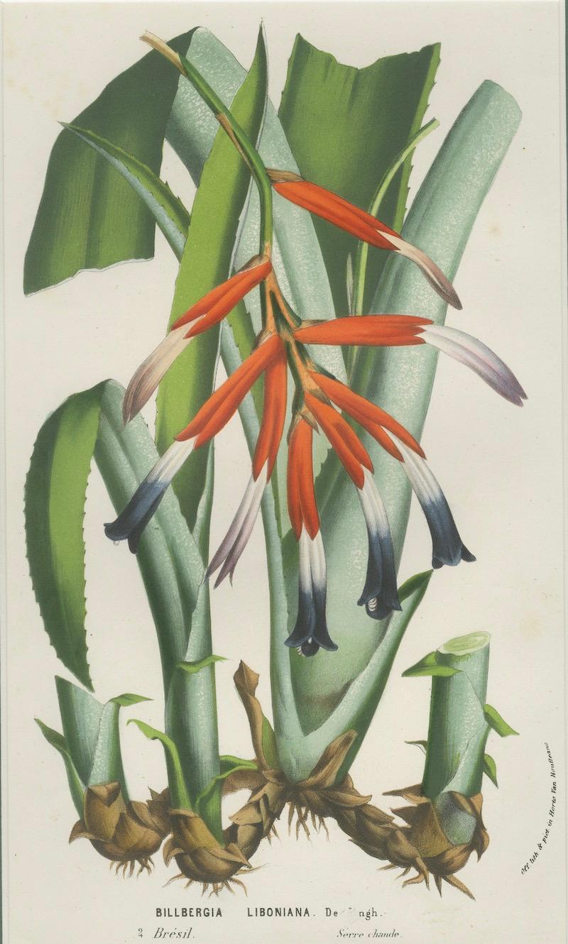 Paper Billbergia liboniana – A Rare 19th-Century Botanical Illustration by van Houten For Sale