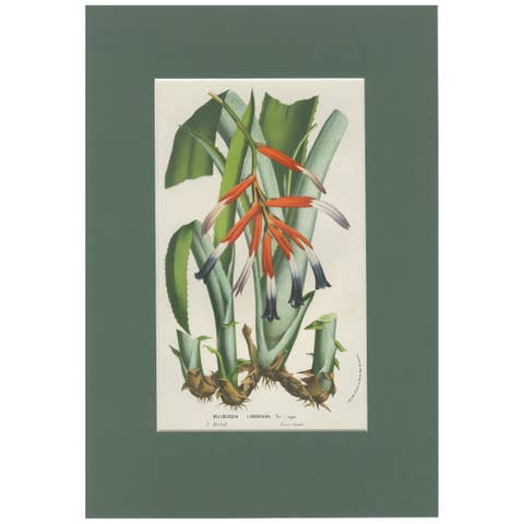 Billbergia liboniana – A Rare 19th-Century Botanical Illustration by van Houten