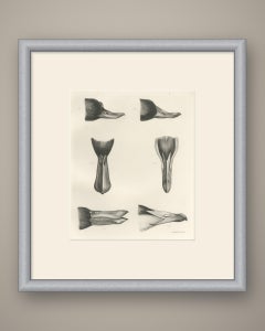 Bills and Feet of the Wildfowl, circa 1909