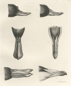 Bills and Feet of the Wildfowl, circa 1909