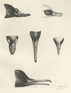 Bills of the Sawbills and Sea Ducks, circa 1909